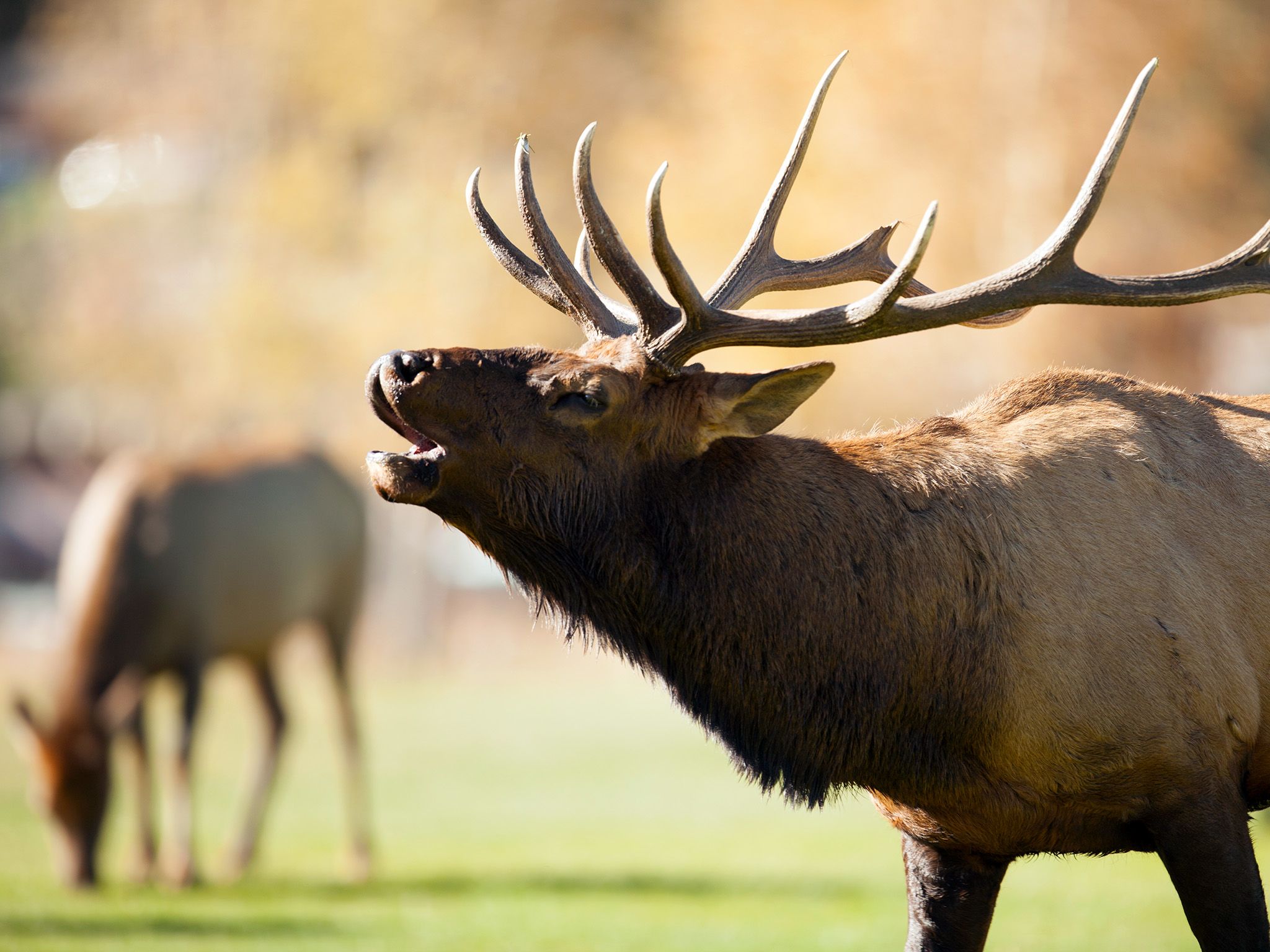 Estes Park, CO, USA: A bull elk makes loud calls to attract a possible mate. This image is from... [Photo of the day - December 2014]