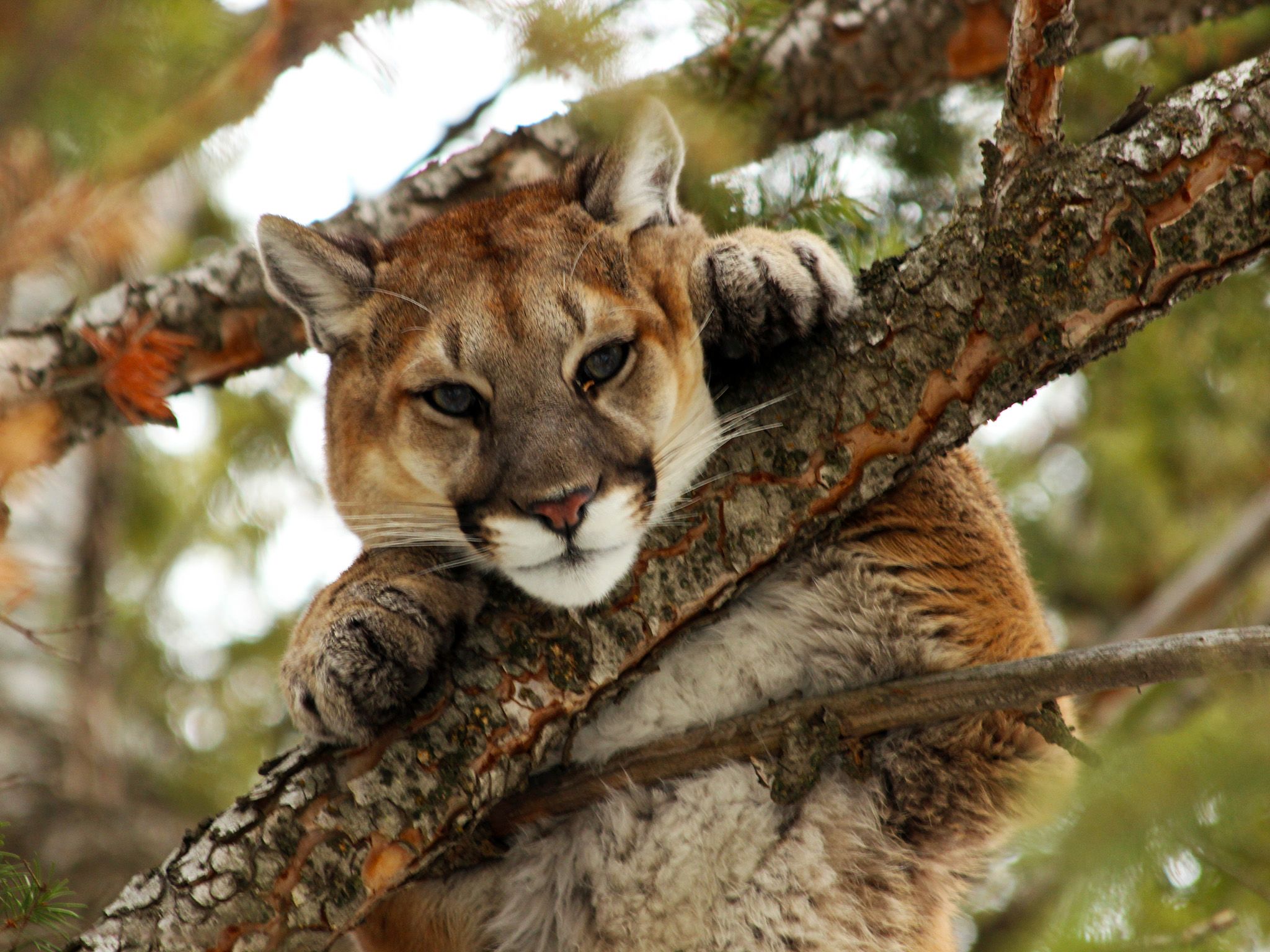 Preston, ID, USA: A mountain lion sits in the high branches of a tree and stares at the camera.... [Photo of the day - December 2014]