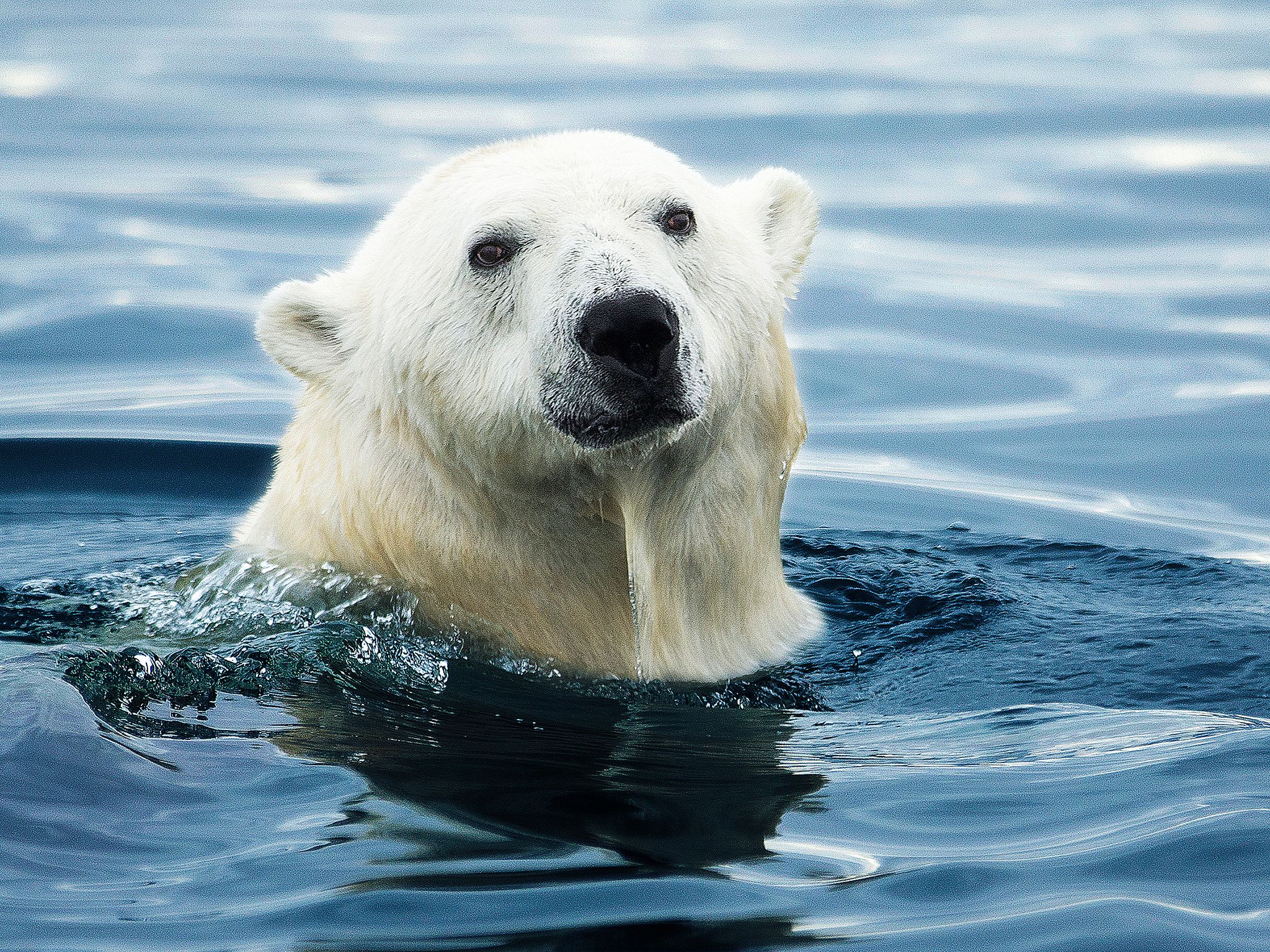 الدب القطبي السبّاح. هذه الصورة مأخوذة من برنامج... [Photo of the day - ديسمبر 2014]
