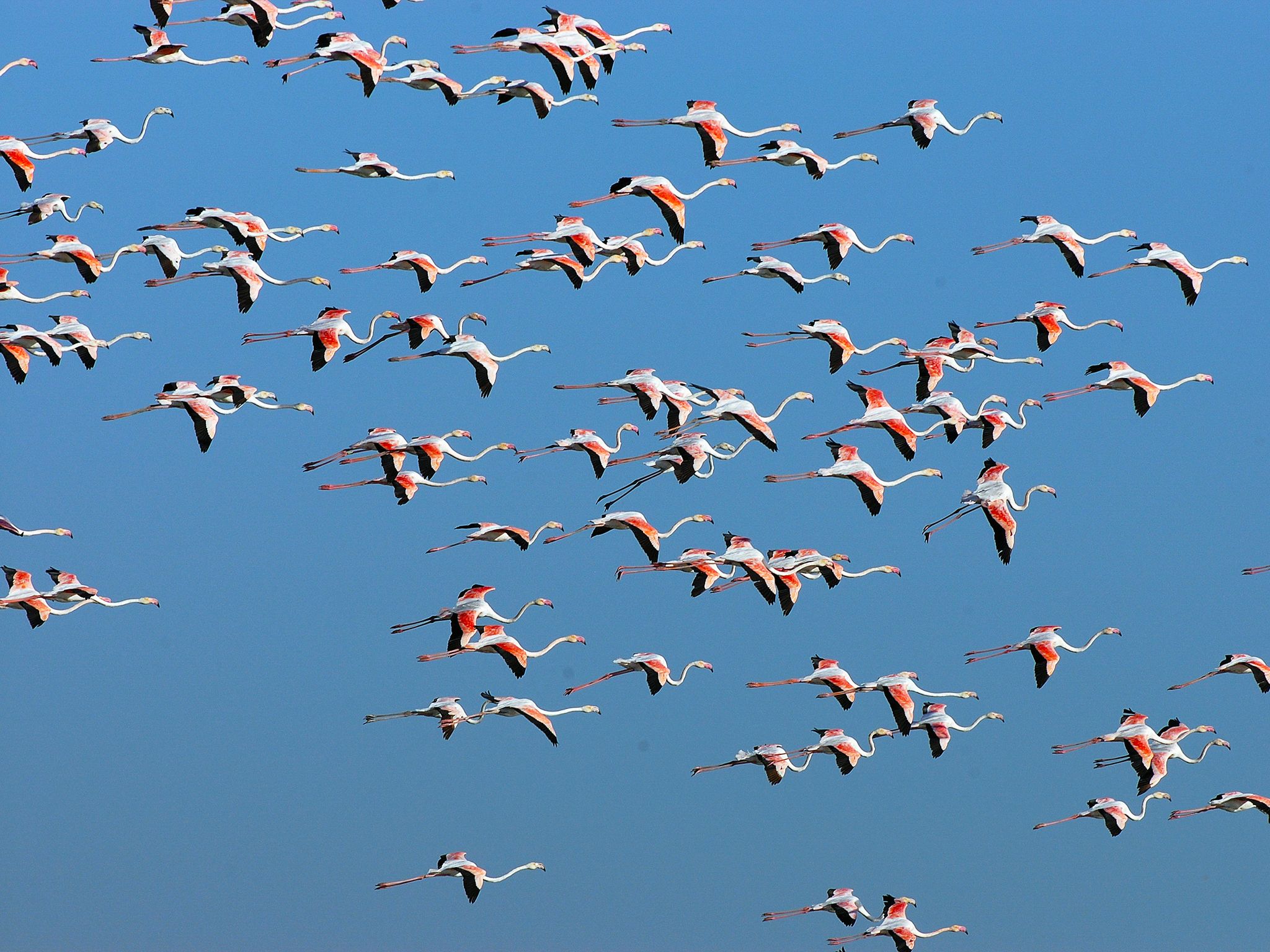 Spain: A group of vibrantly coloured flamingos takes flight in the Doñana region. These nomads... [Photo of the day - December 2014]