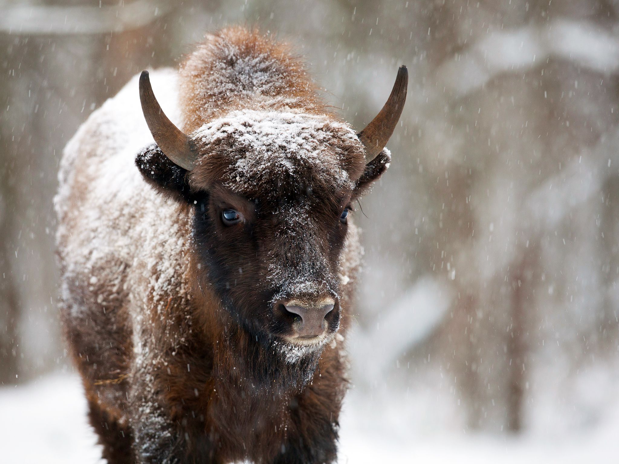 Khoiniki, Belarus: A bison stands alone getting covered by snow. This image is from Urban Jungle. [Photo of the day - December 2014]