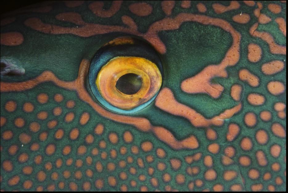 The eye of a parrotfish. Red Sea. [Photo of the day - February 2011]