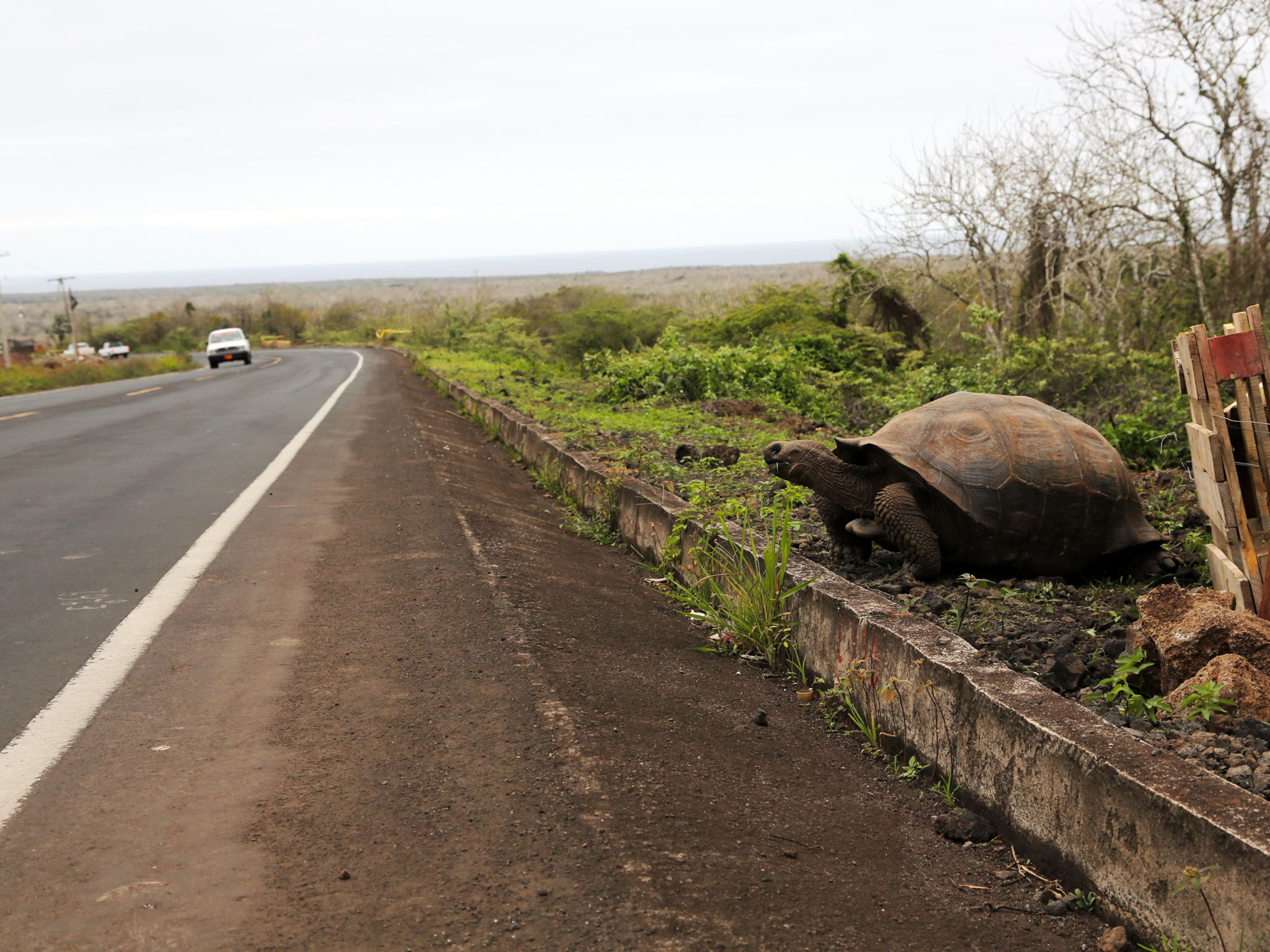 Santa Cruz Island, Galapagos, Ecuador: An approaching car interrupts a feeding Galapagos... [Photo of the day - December 2014]