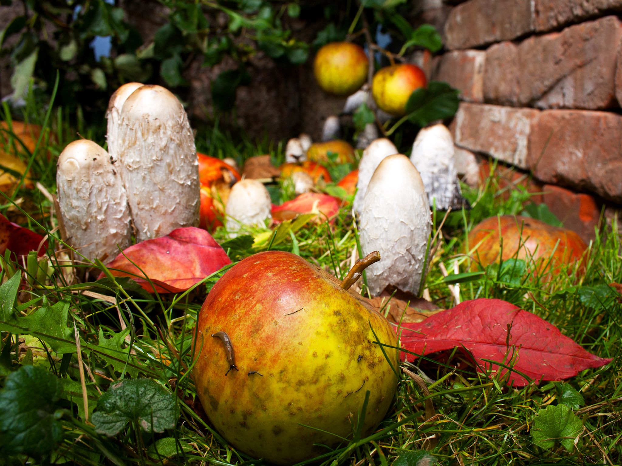 Mushrooms growing in the garden. This image is from Secret Garden. [Photo of the day - January 2015]