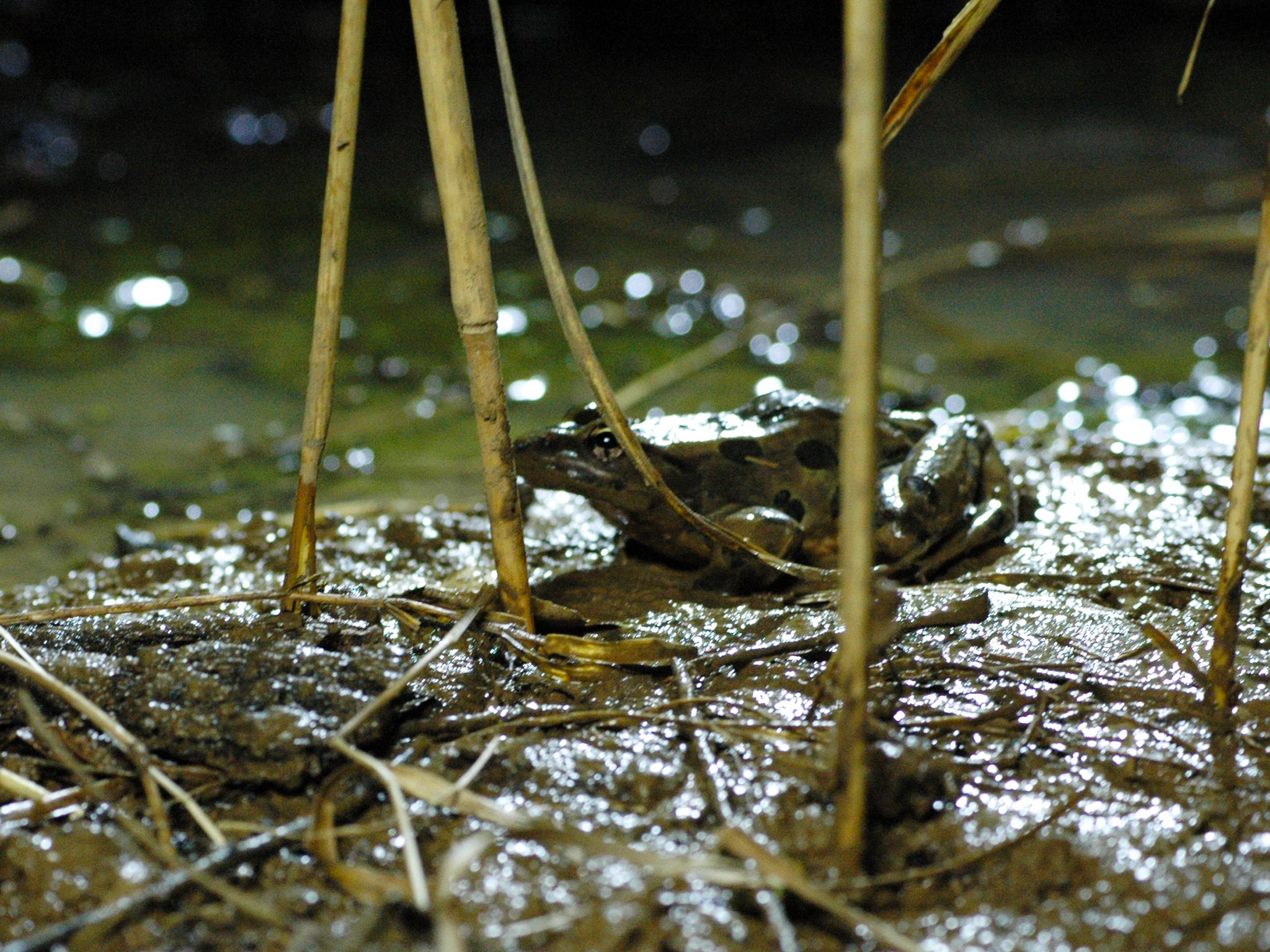 Prairie du Chien, WI USA: A leopard frog hunting insects at the water's edge. This image is from... [Photo of the day - January 2015]