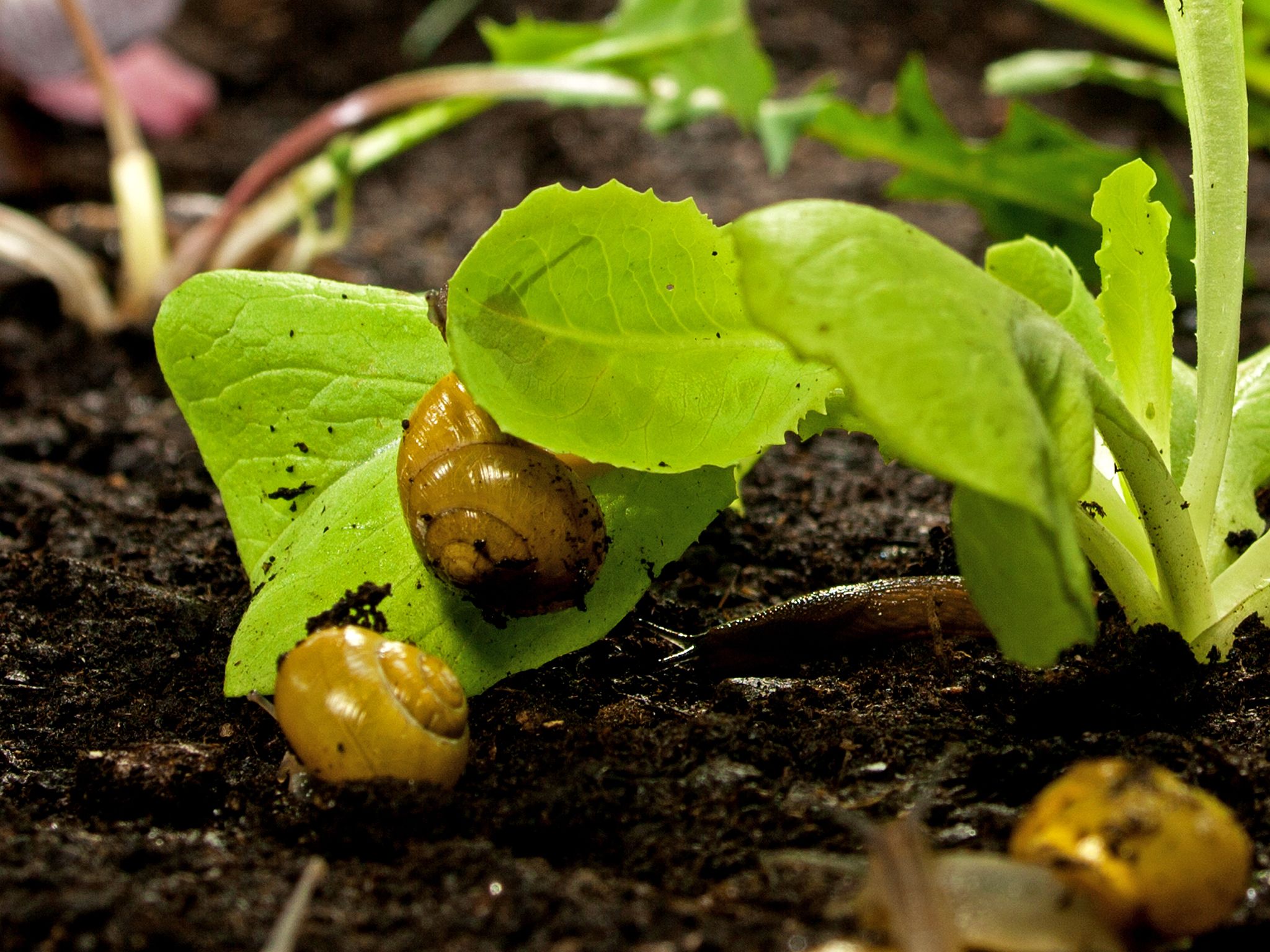 Snails on lettuce.This image is from Secret Garden. [Photo of the day - January 2015]