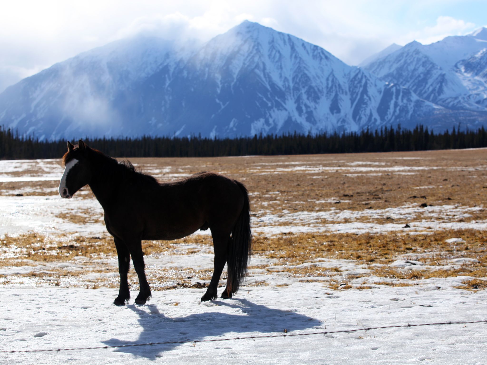 Haines Junction, YT, Canada: Horse stands in front of a mountain top view. This image is from... [Photo of the day - January 2015]