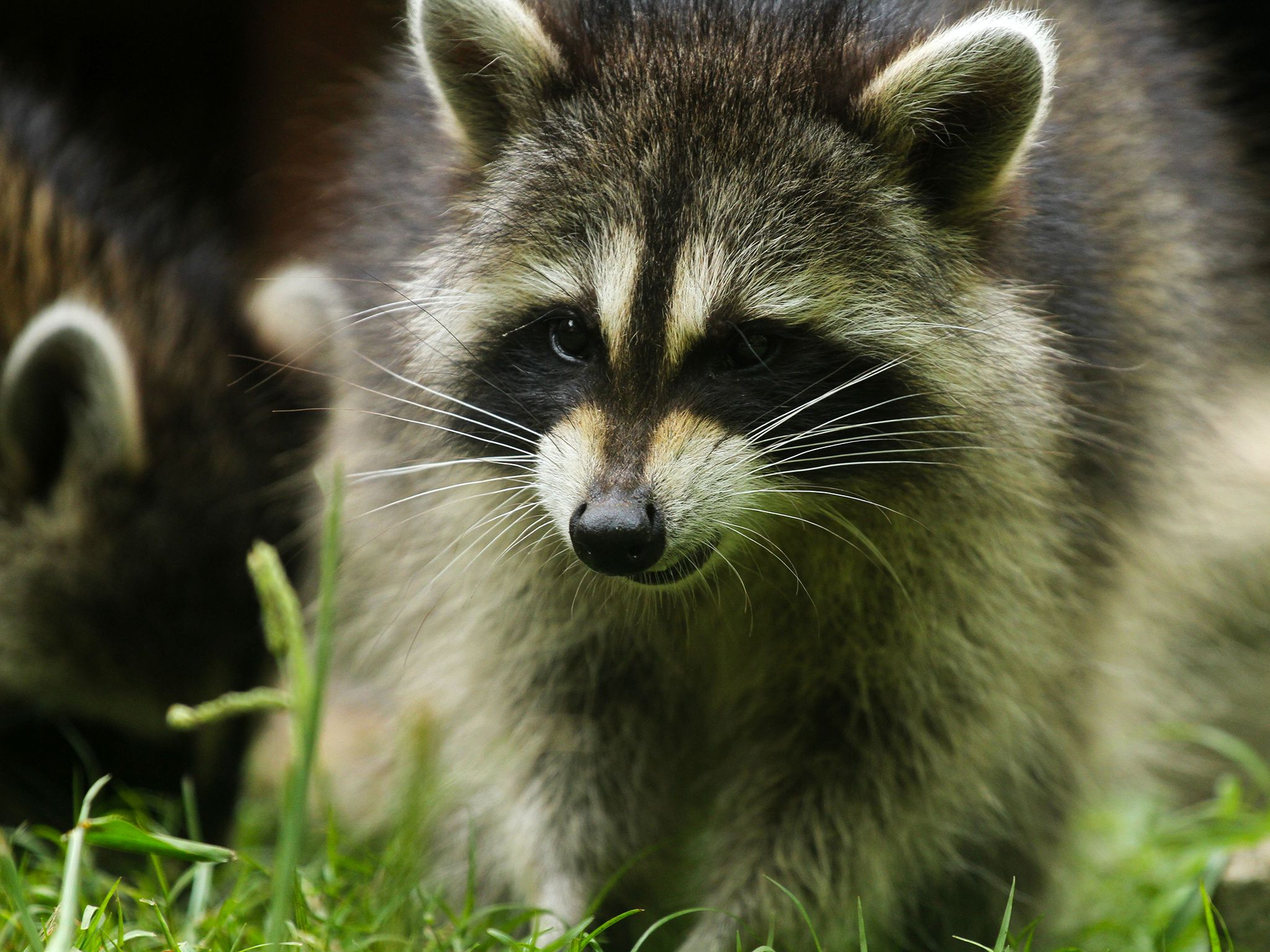 Washington, D.C.: A raccoon in the grass. This image is from Raccoon: Backyard Bandit. [Photo of the day - January 2015]