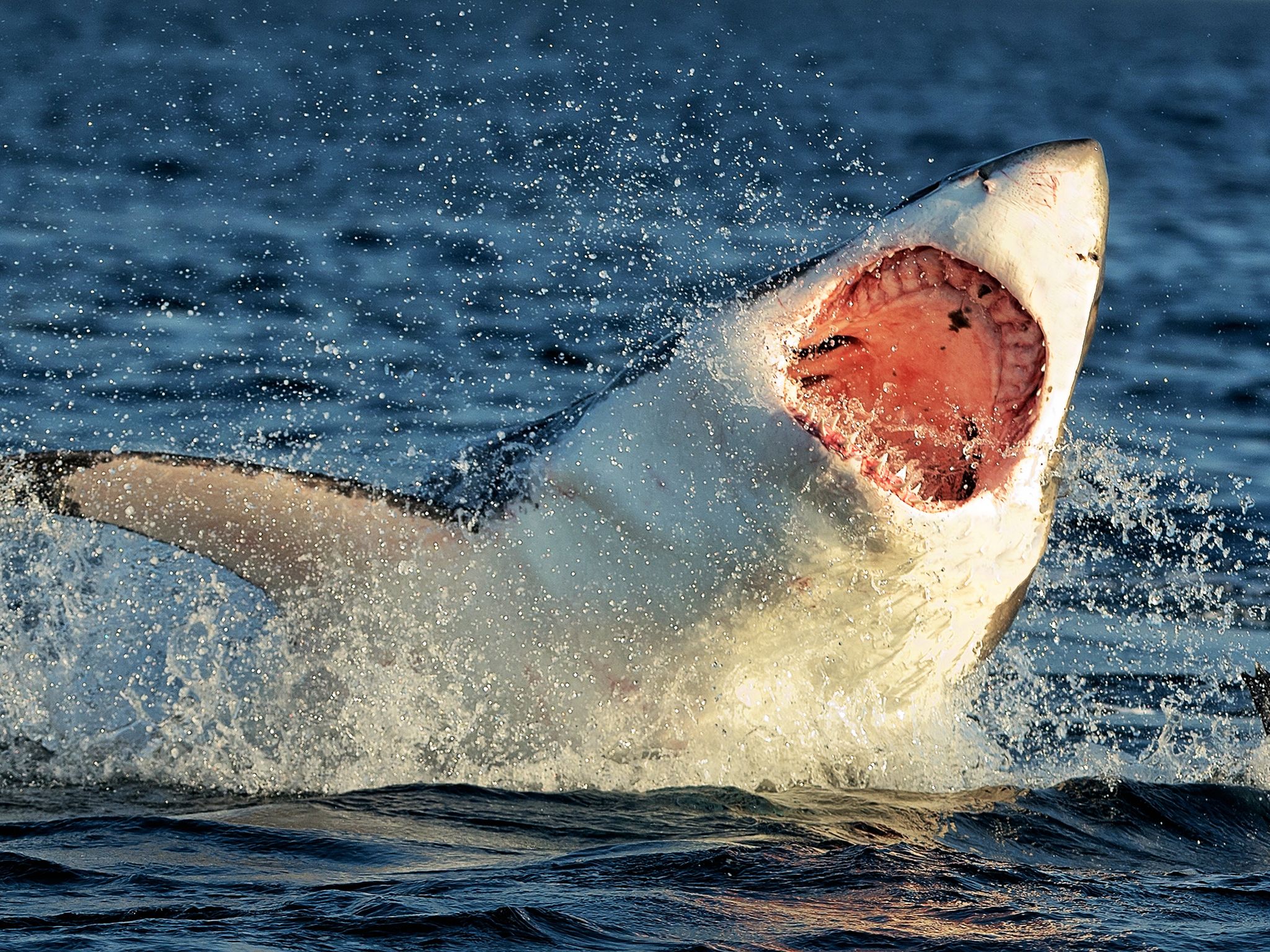 Great White Sharks rocket upwards at 35 mph to prey on Cape Fur Seals. This image is from... [Photo of the day - January 2015]