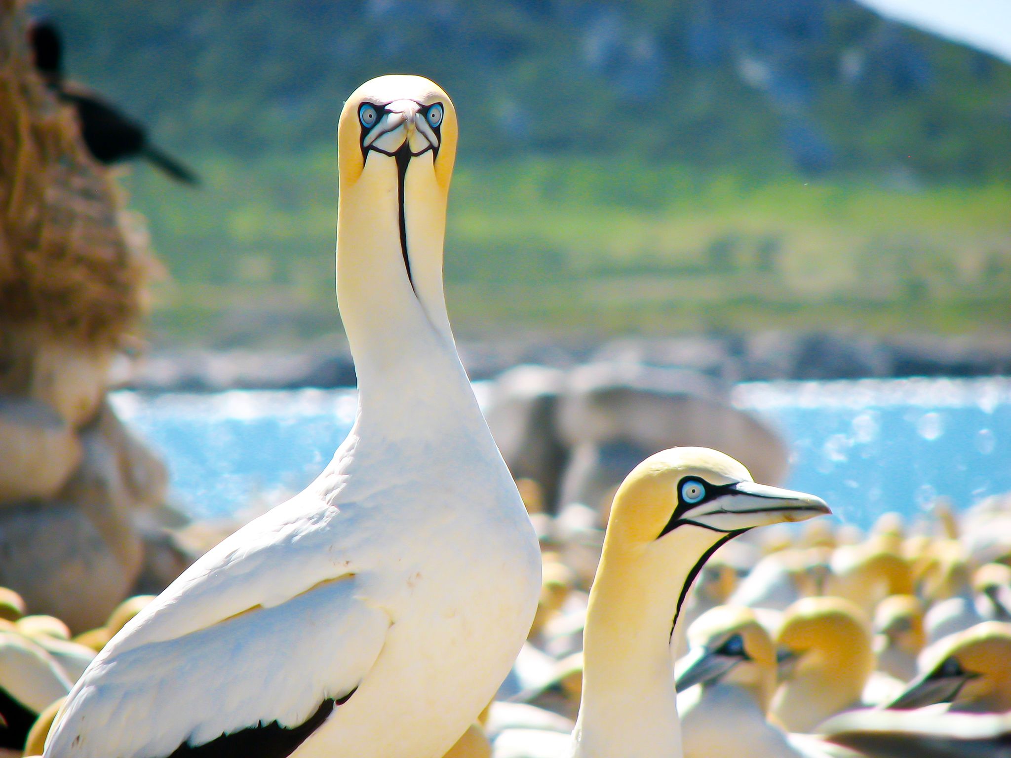 Cape Town, South Africa: Unlike most birds, the Cape Gannet's eyes are placed forward on the... [Photo of the day - January 2015]