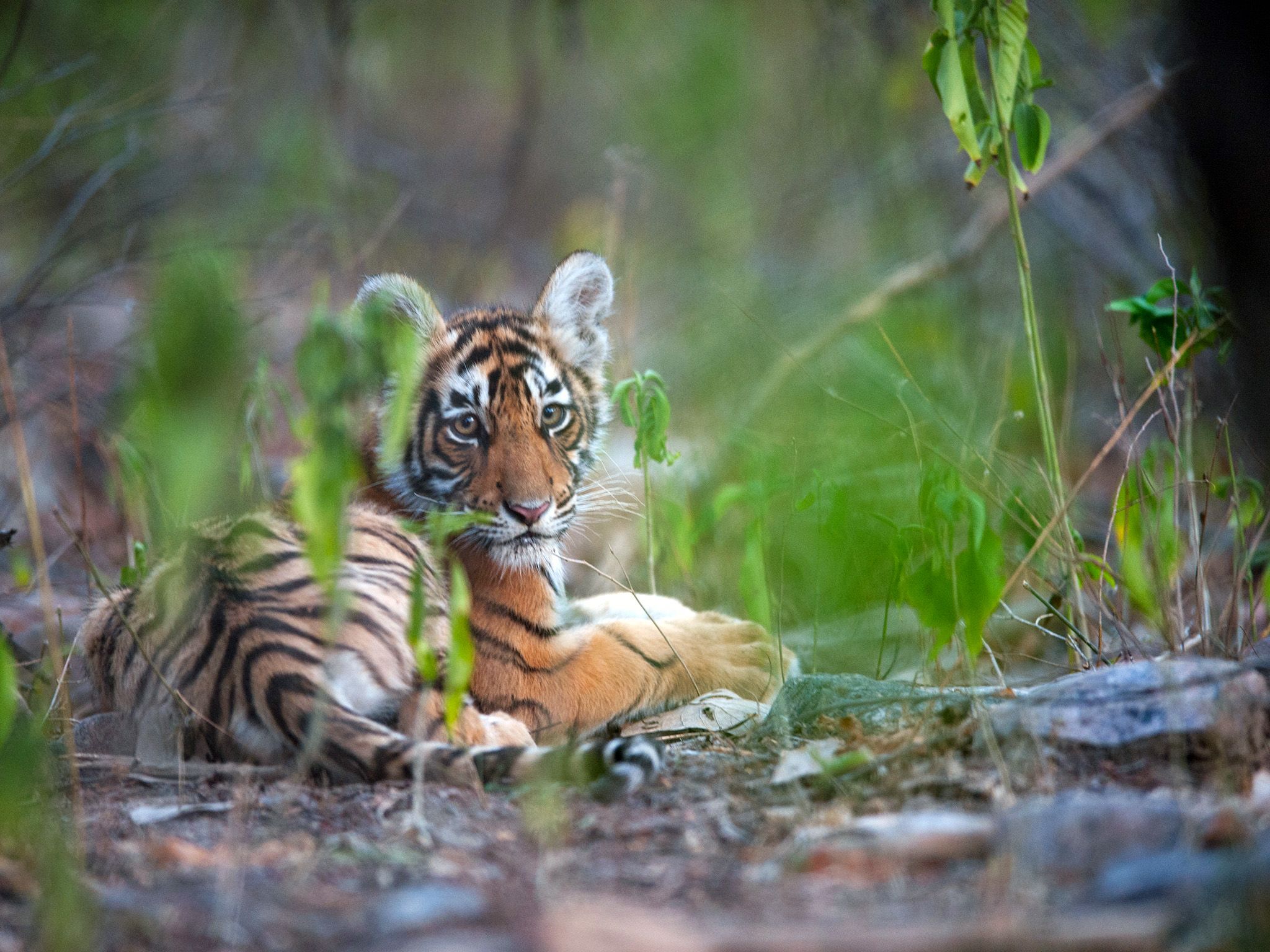 Rajbagh Area, Ranthambore National Park: Sundari's cub.  This image is from Tiger's Revenge. [Photo of the day - February 2015]