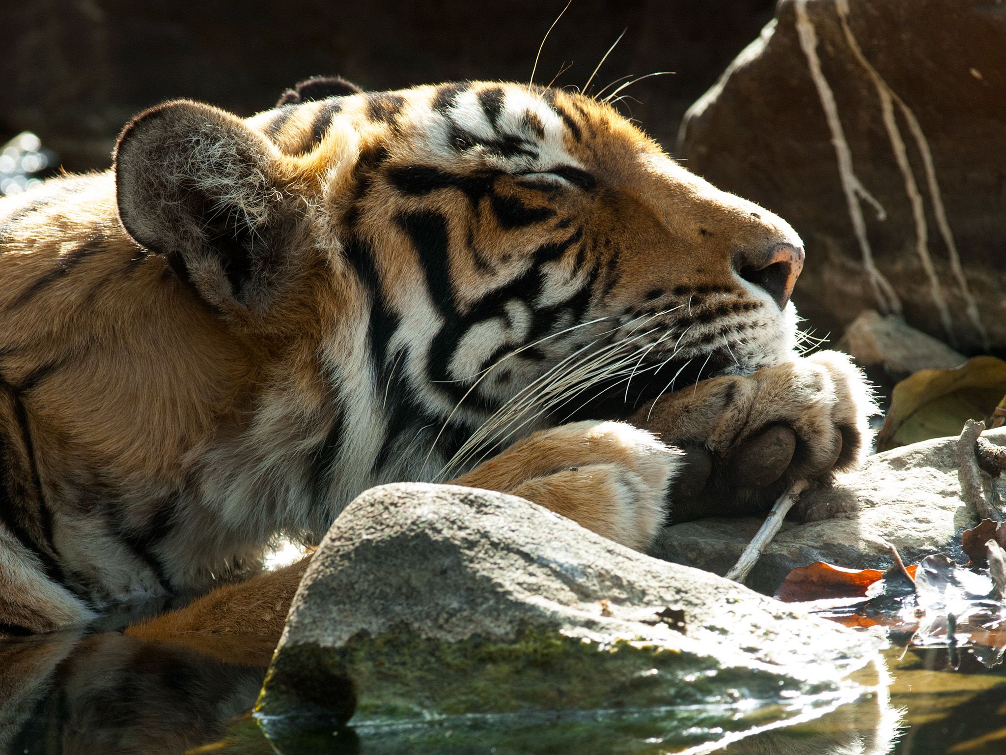 Sundari in the lake of the Rajbagh Area, Ranthambore National Park. This image is from Tiger's... [Photo of the day - February 2015]
