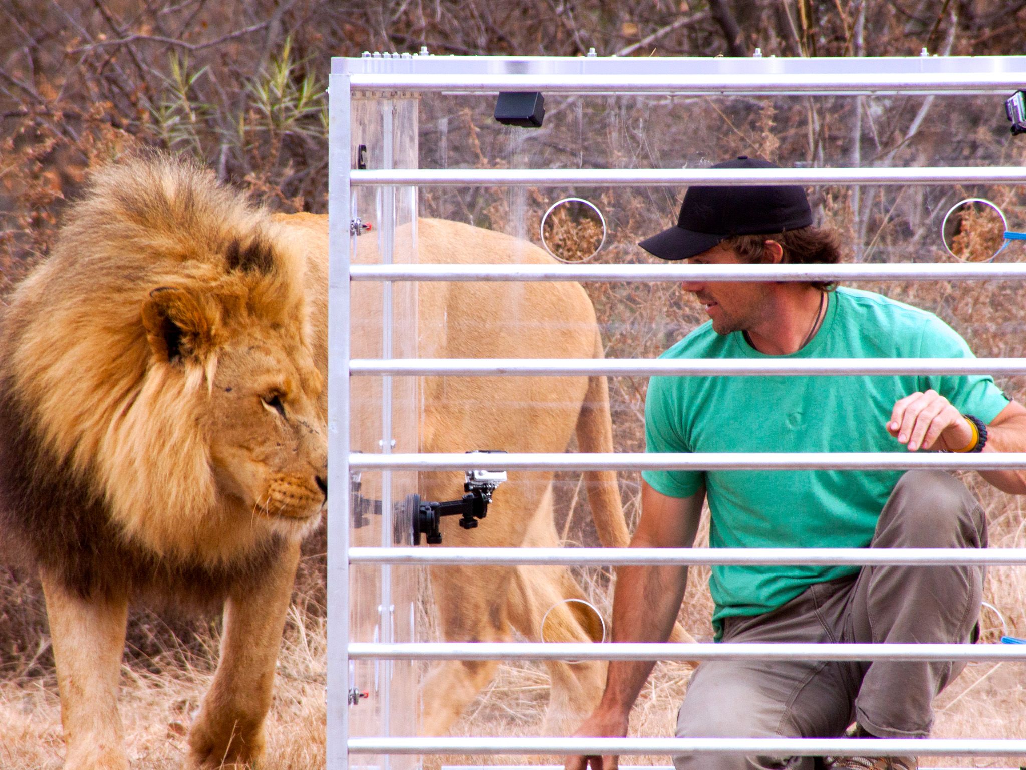 KwaZulu-Natal, South Africa - A full grown male lion gets up close and personal with host Boone... [Photo of the day - February 2015]