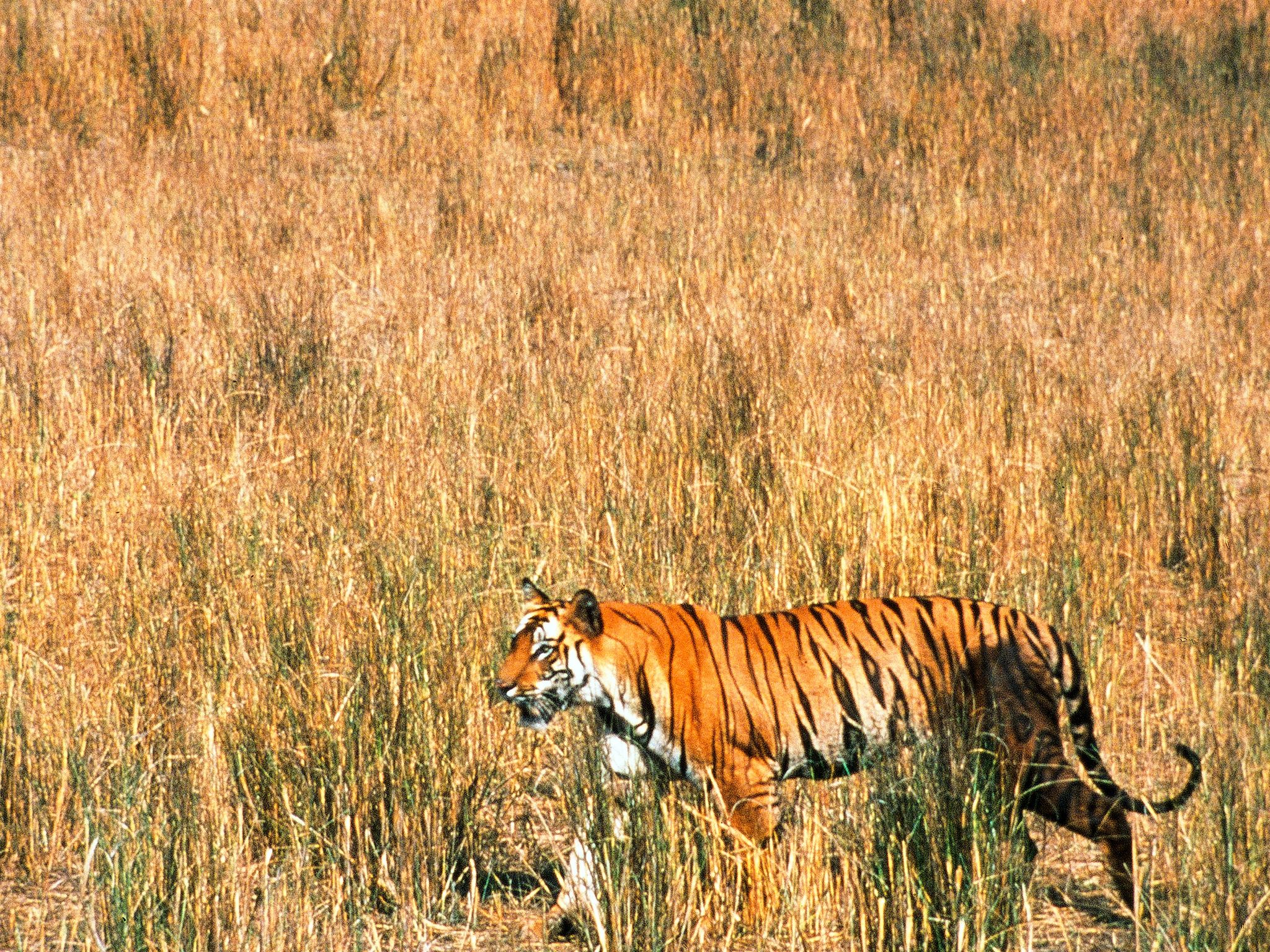Bandhavgarh, India: A remote and protected wilderness, Bandhavgarh, lies deep in the heart of... [Photo of the day - February 2015]