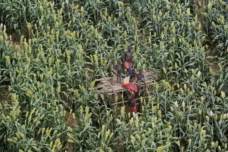 People on a platform in a field of Sorghum. [Photo of the day - April 2011]