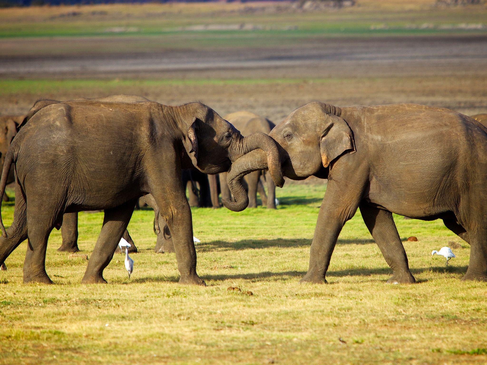 سريلانكا: يغلق اثنان من صغار الفيلة الذكور خرطومهما... [Photo of the day - مارس 2015]