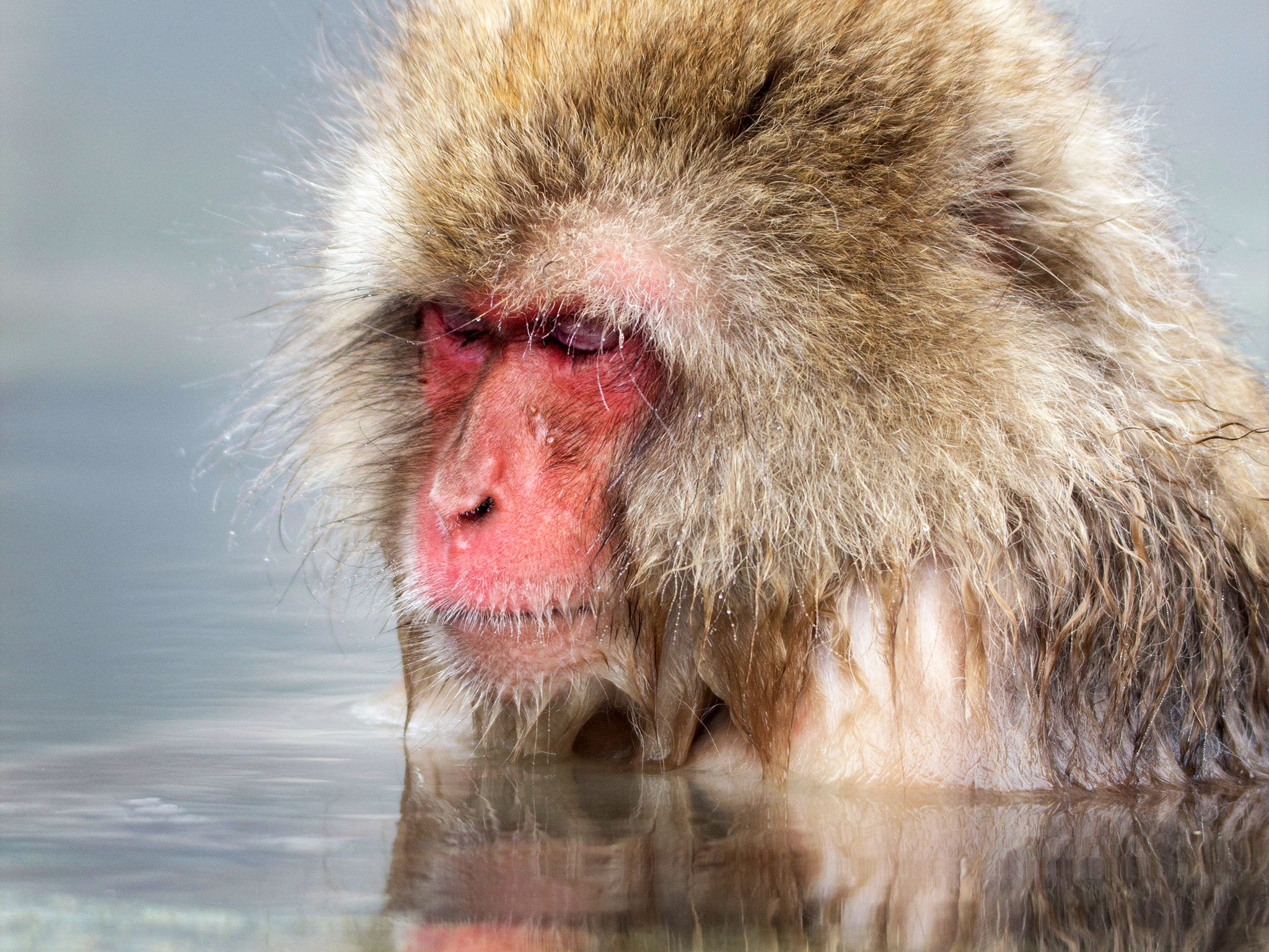 Japanese macaques are also known as snow monkeys and live in large troops. This image is from... [Photo of the day - April 2015]