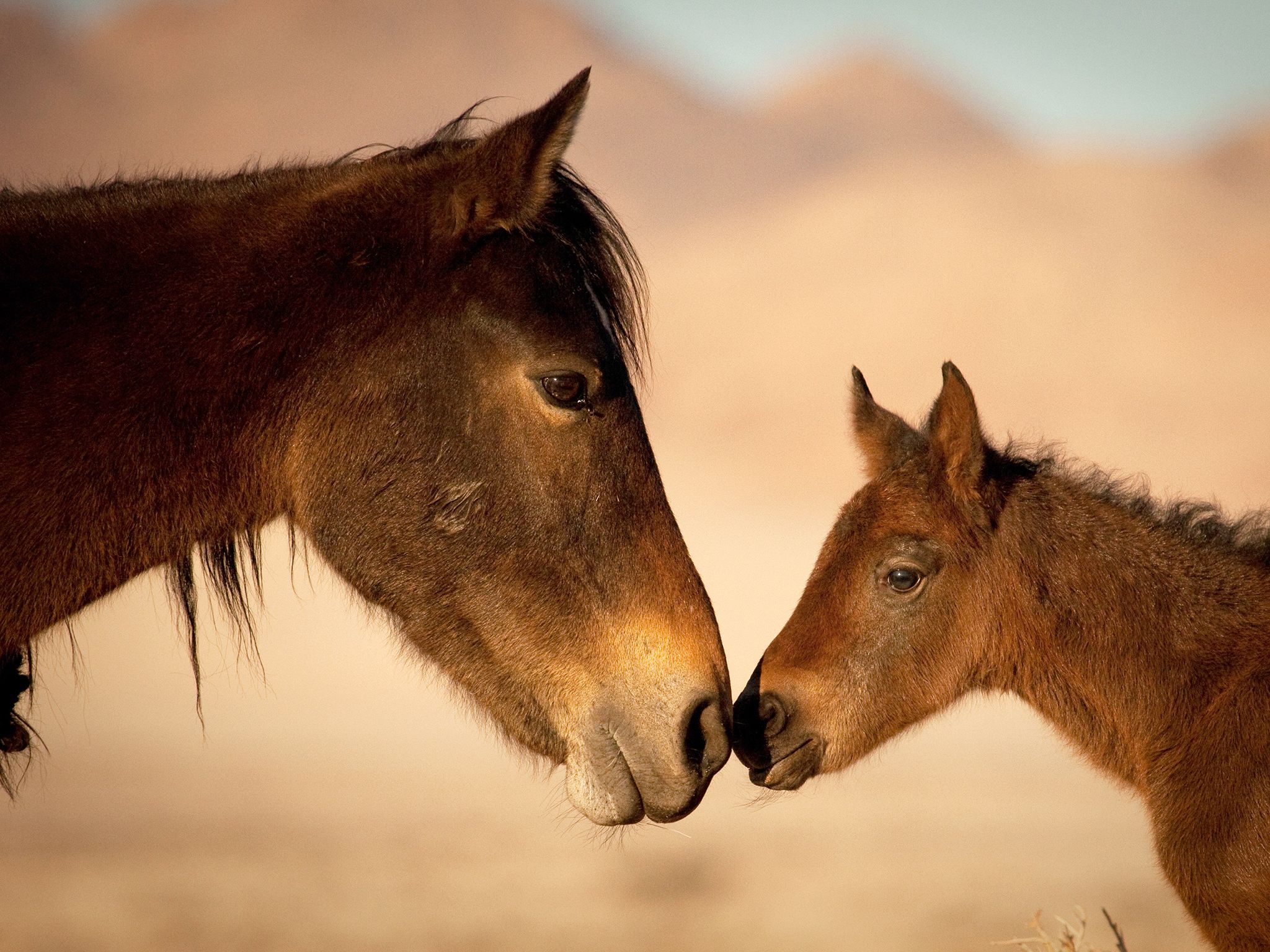 Namibia: Female Horse and a foal kissing. This image is from Africa's Wild West. [Photo of the day - April 2015]