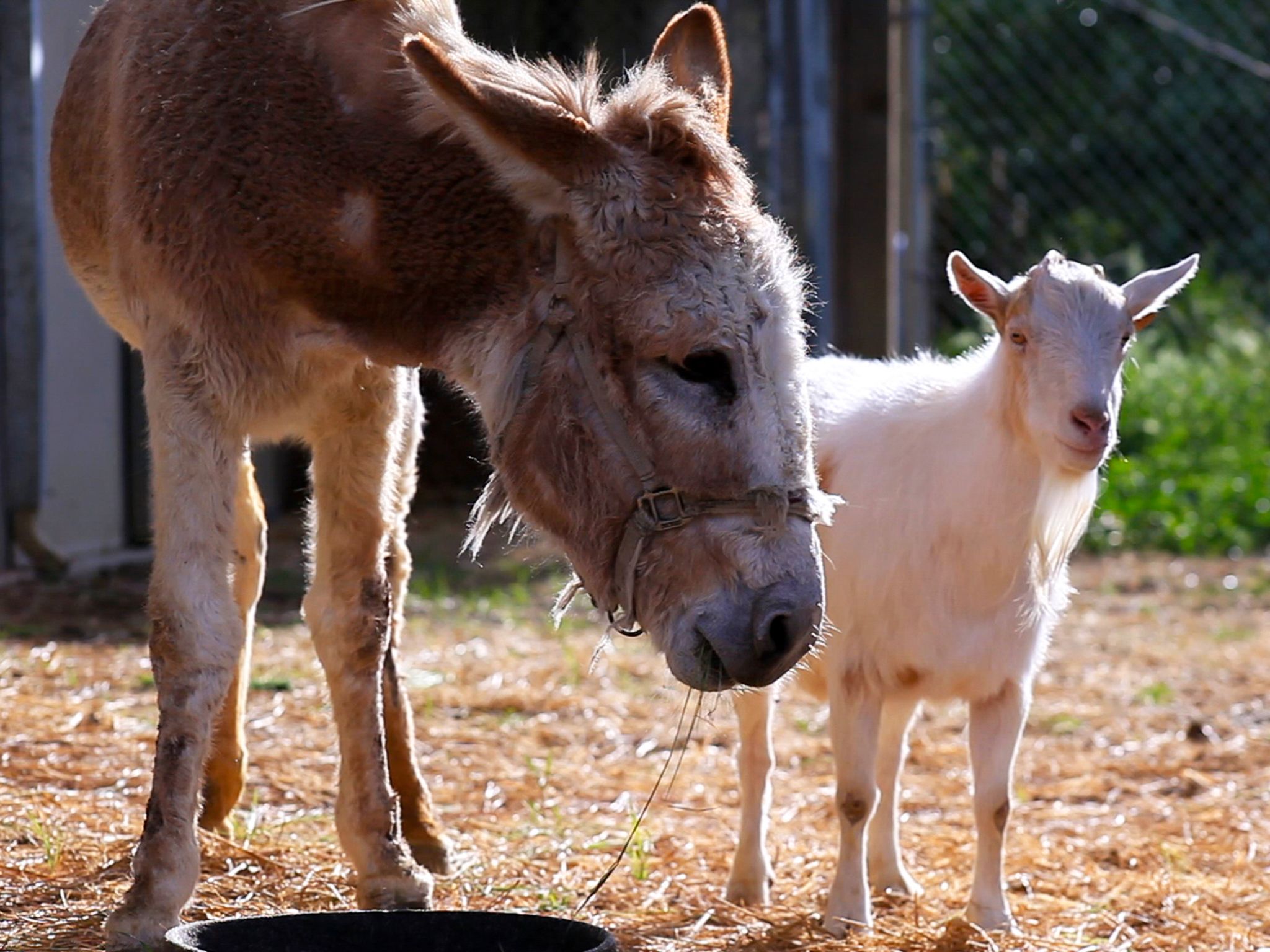 Grass Valley, CA.:  Unlikely animal friends Jellybean, a donkey, and  Mr. G, a goat, stand... [Photo of the day - April 2015]