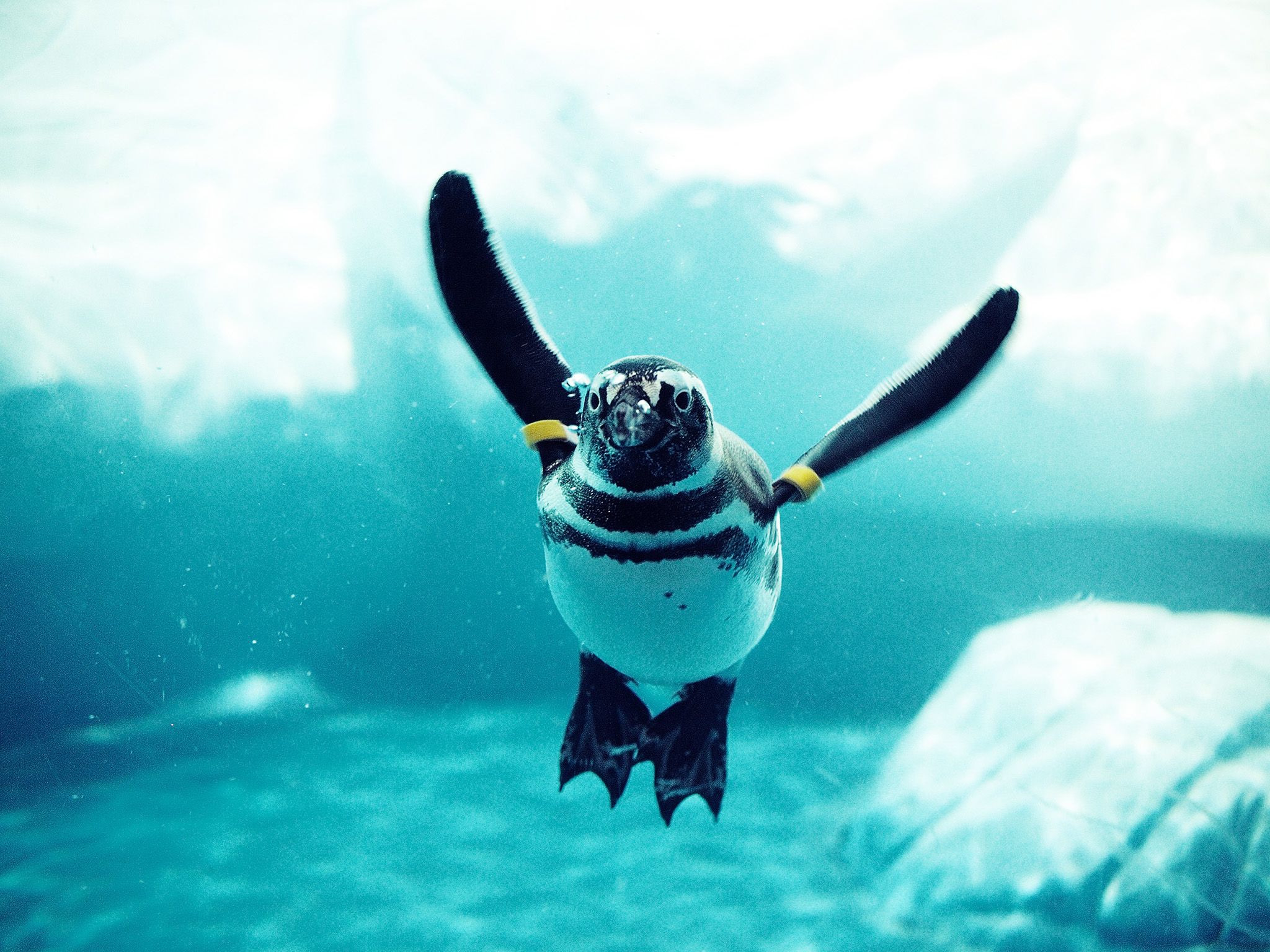 As birds that swim, penguins have to be on the lookout at all times in the water for hungry... [Photo of the day - May 2015]