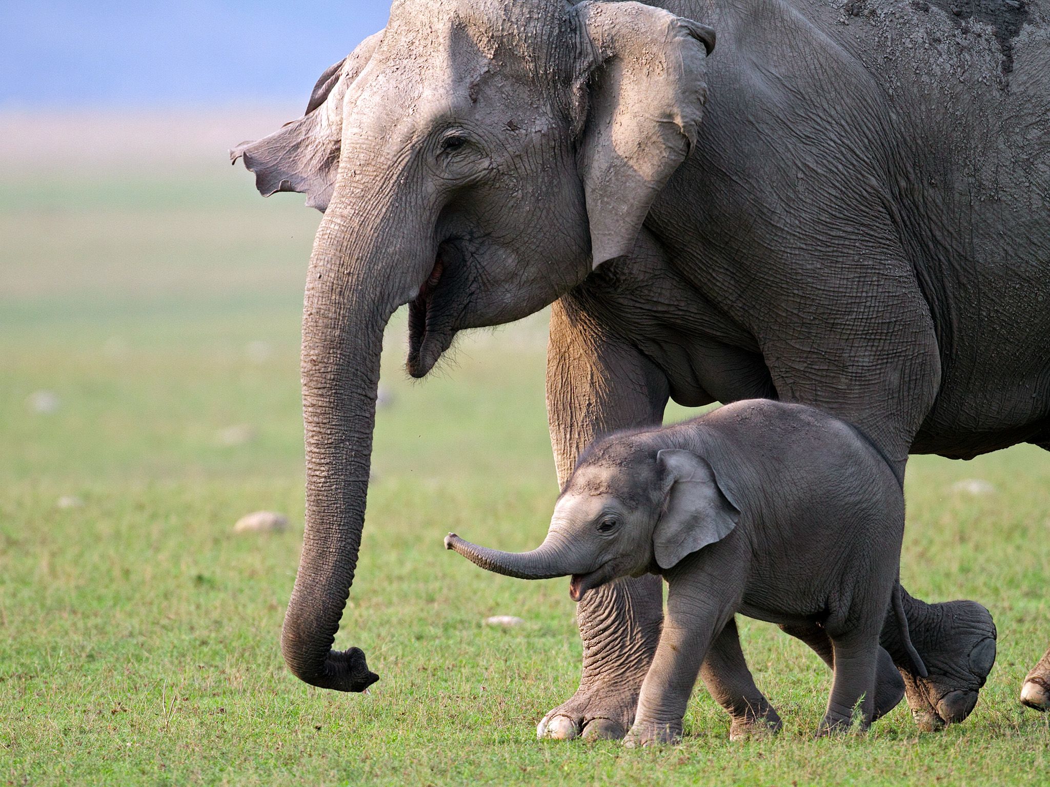 تتميز الفيلة بنظم تَواصل معقدة وقد تتسبب في إنقاذ... [Photo of the day - مايو 2015]