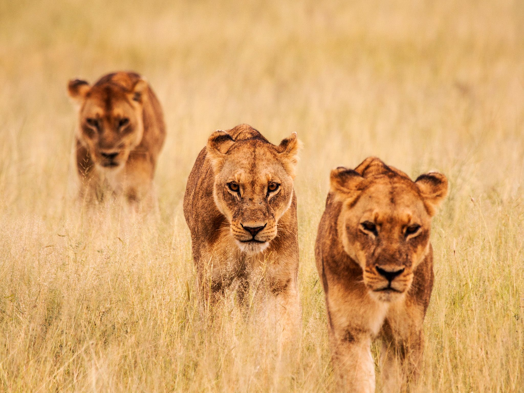 Three lioness hunting together. Females are mainly the hunters of the pride, while males only... [Photo of the day - May 2015]