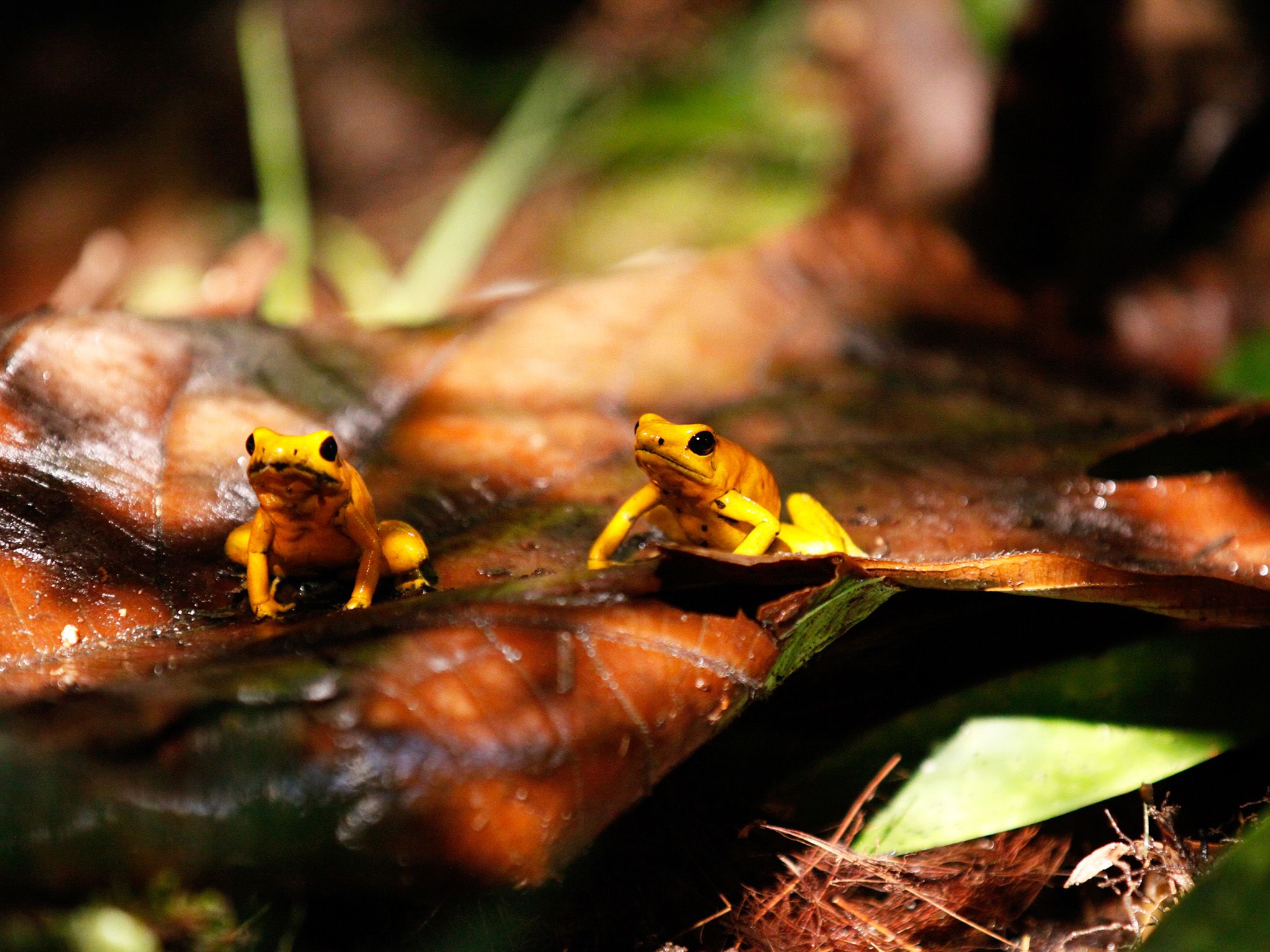 The high humidity of this tropical rainforest makes it a paradise for amphibians. Endemic to a... [Photo of the day - May 2015]
