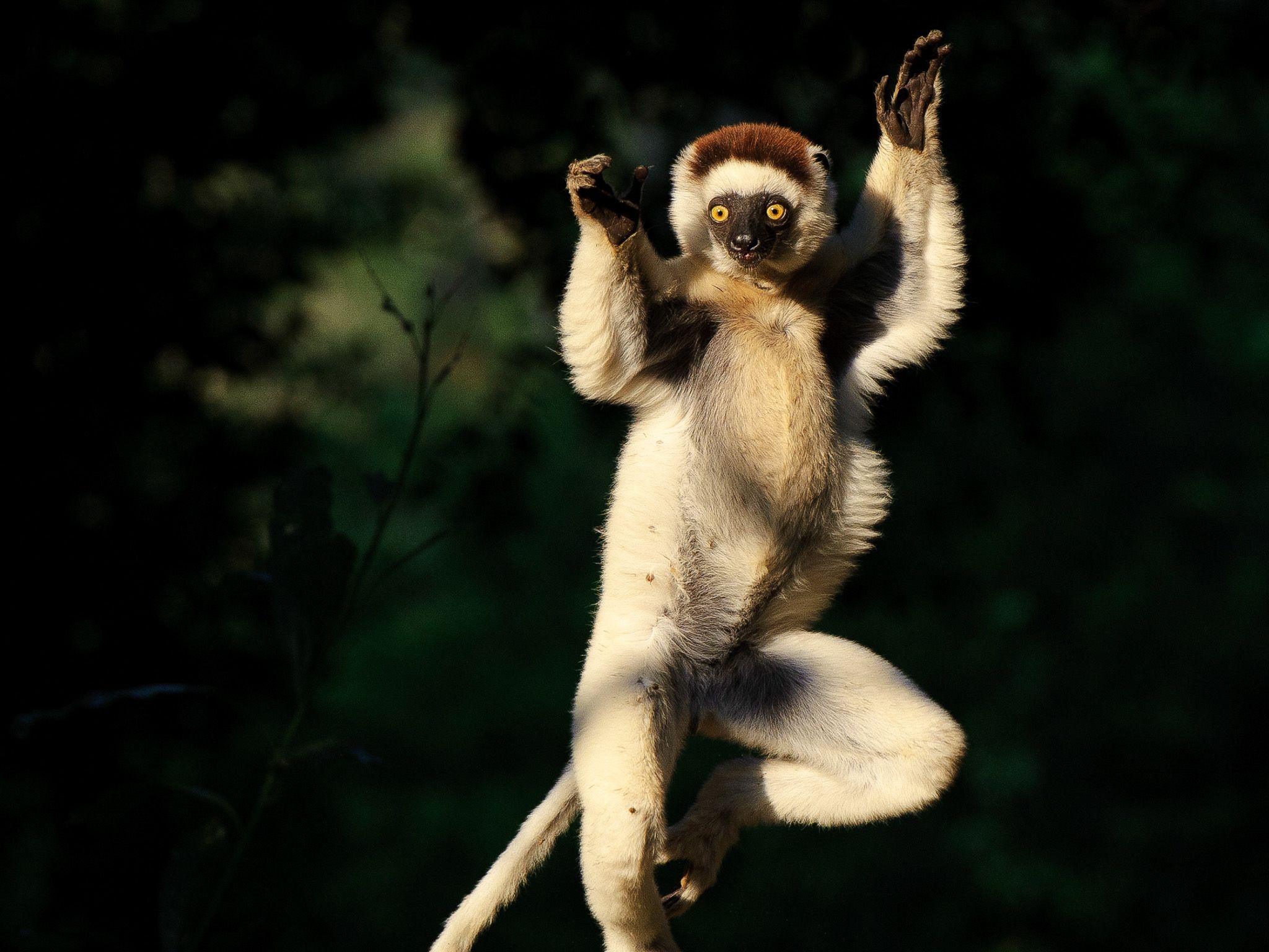 Shifaka lemurs have strong legs and torso which means they move in a peculiar sideways hop,... [Photo of the day - May 2015]