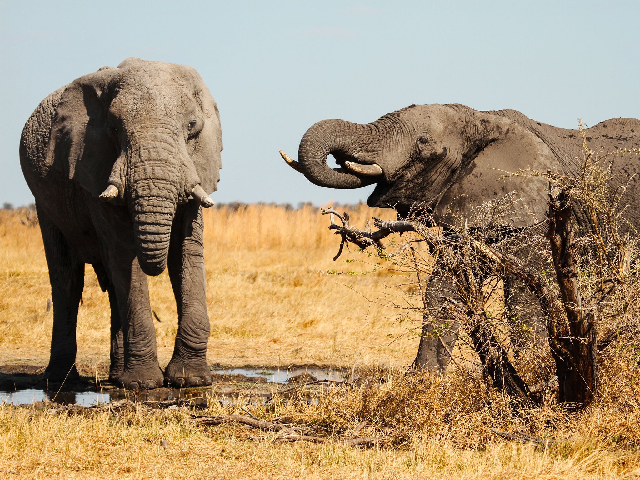 Two elephants standing and drinking from small water source.  The water holes also give... [Photo of the day - June 2015]