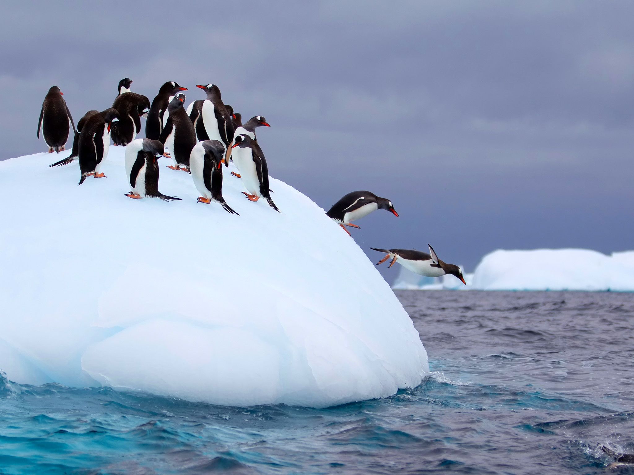 Gentoo penguins flee the depths of Antarctica's weather by migrating north on expanding sea ice.... [Photo of the day - June 2015]
