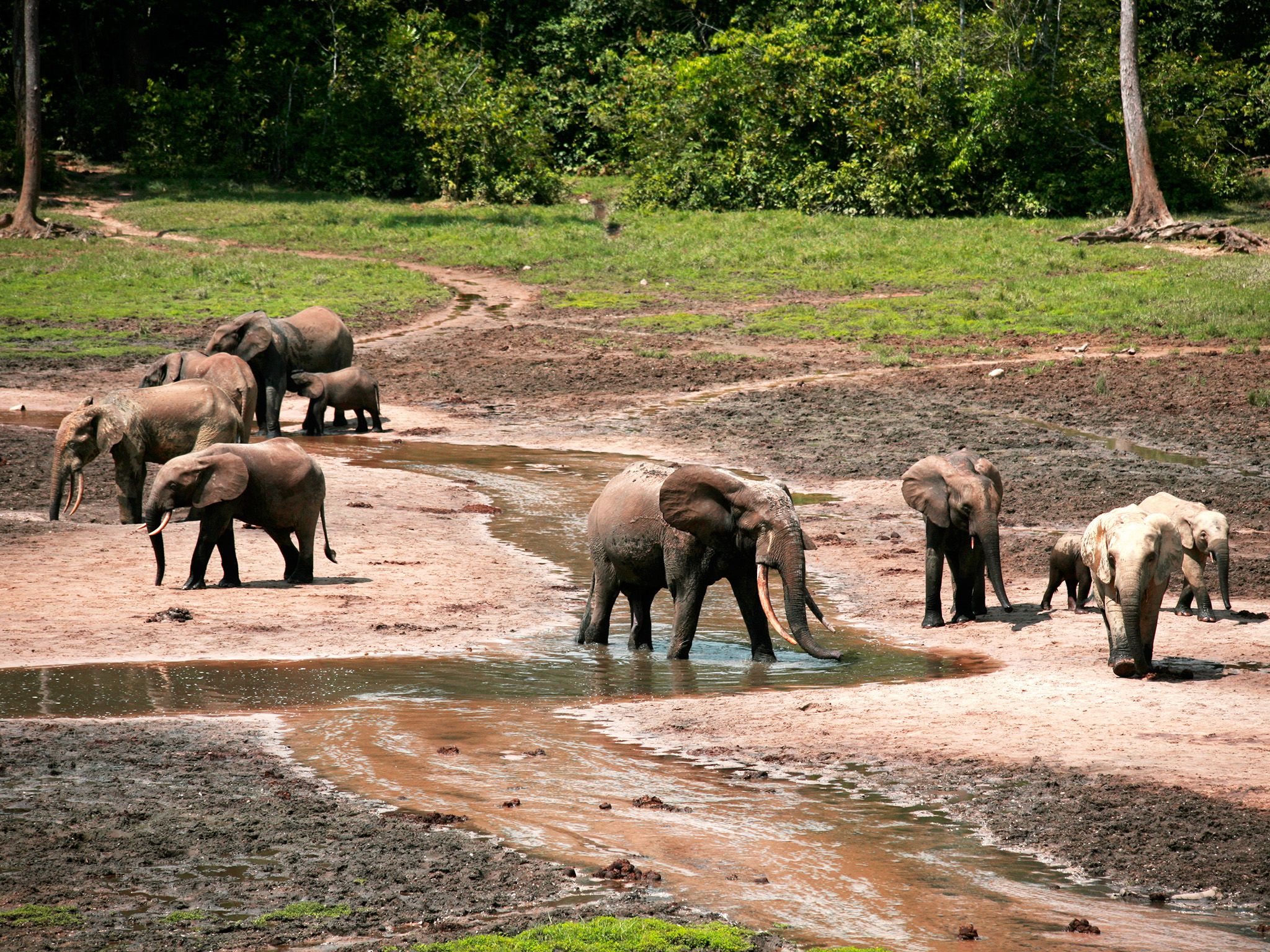 Many rainforest plants contain toxins to deter browsers so forest elephants use the mud to... [Photo of the day - June 2015]