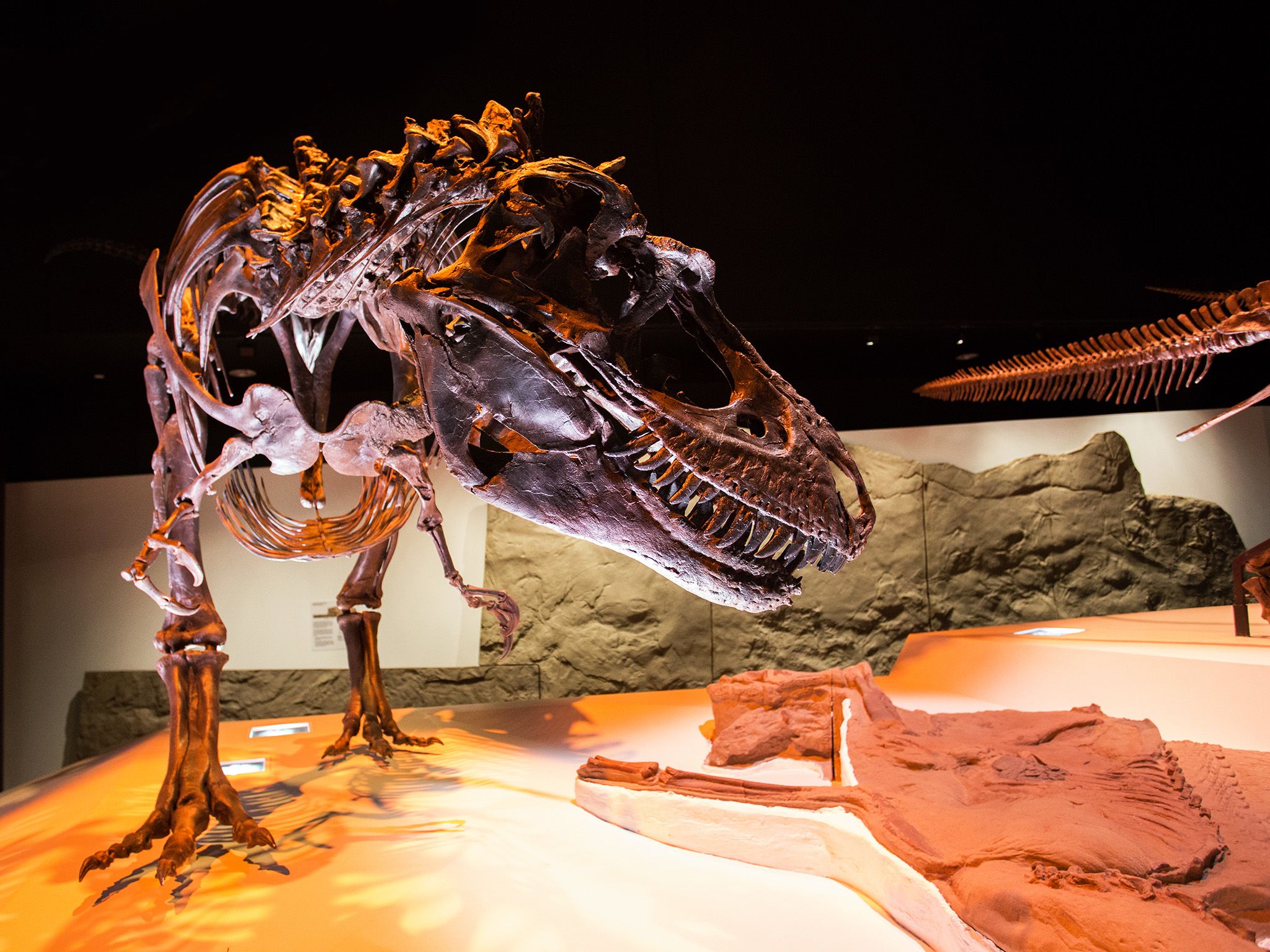 Houston, Texas: Top predators in their day, the tyrannosaur specimens at Houston Museum of... [Photo of the day - June 2015]