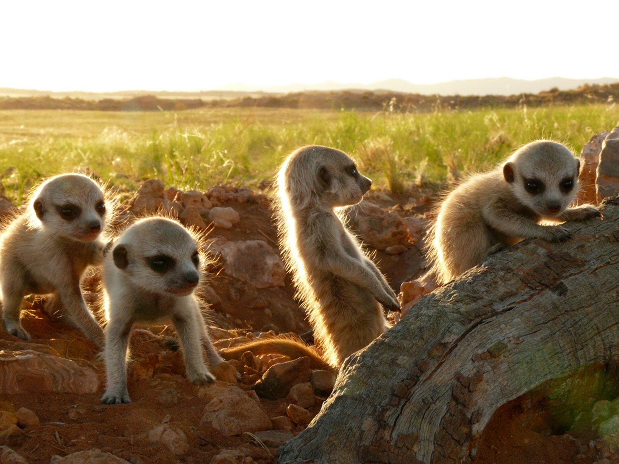 As soon as the little meerkats are old enough to come out of their den, the curiosity is bigger... [Photo of the day - June 2015]