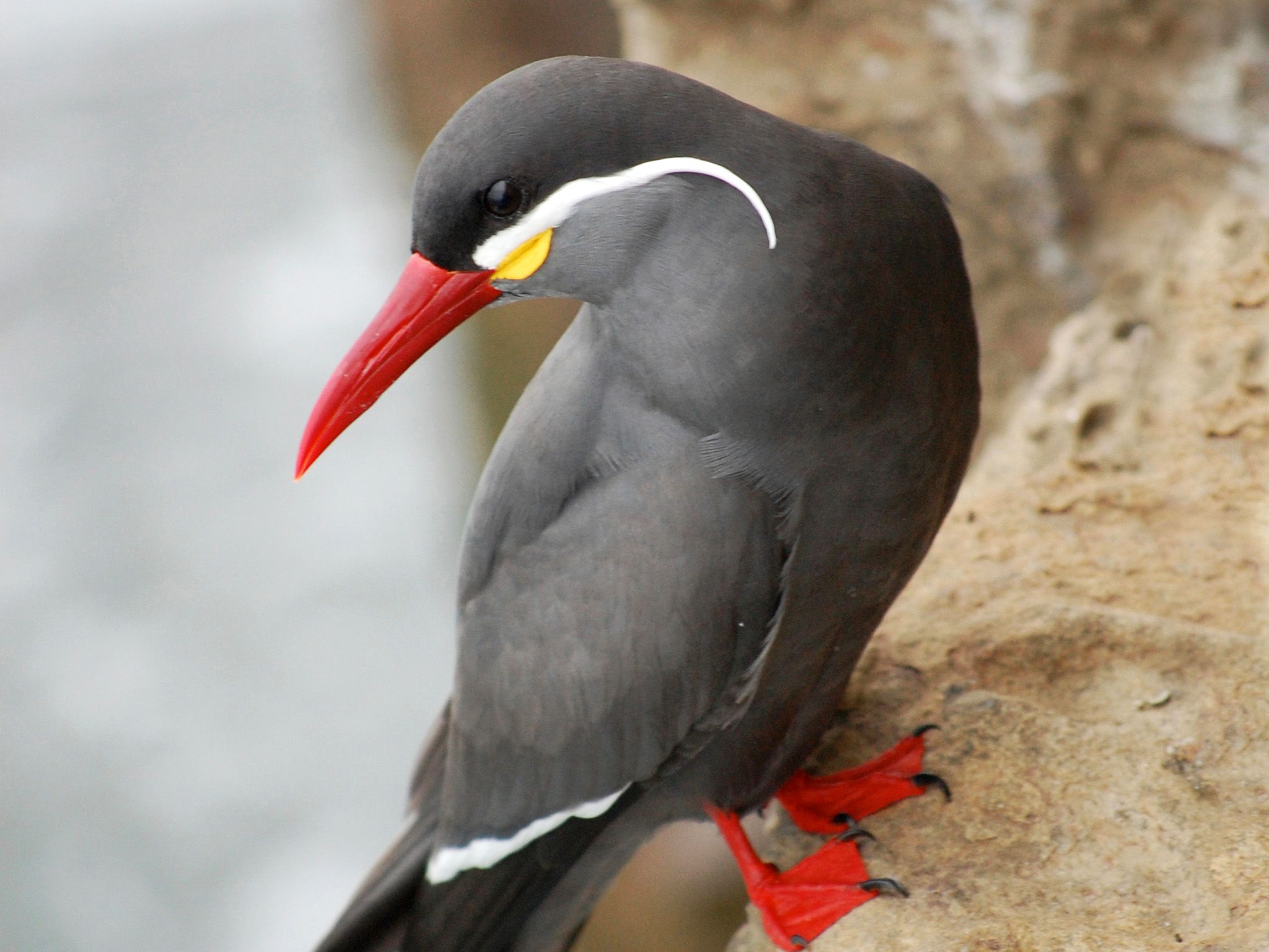 Inca tern feeds on large schools of anchoveta. This image is from Wild 24. [Photo of the day - June 2015]