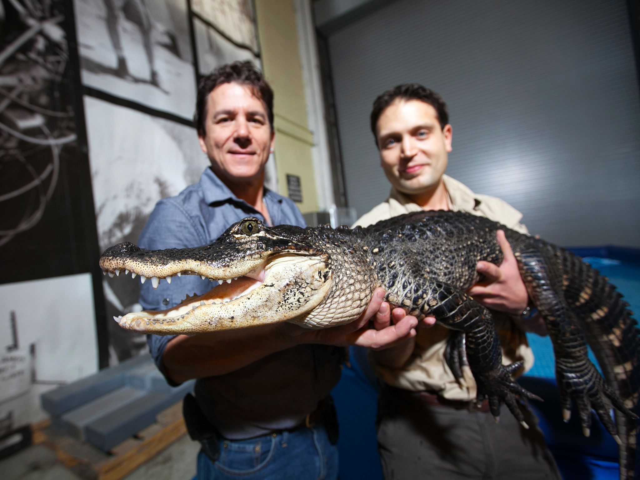Paul Sereno and Nizar Ibrahim hold alligator in their lab at the University of Chicago. This... [Photo of the day - June 2015]