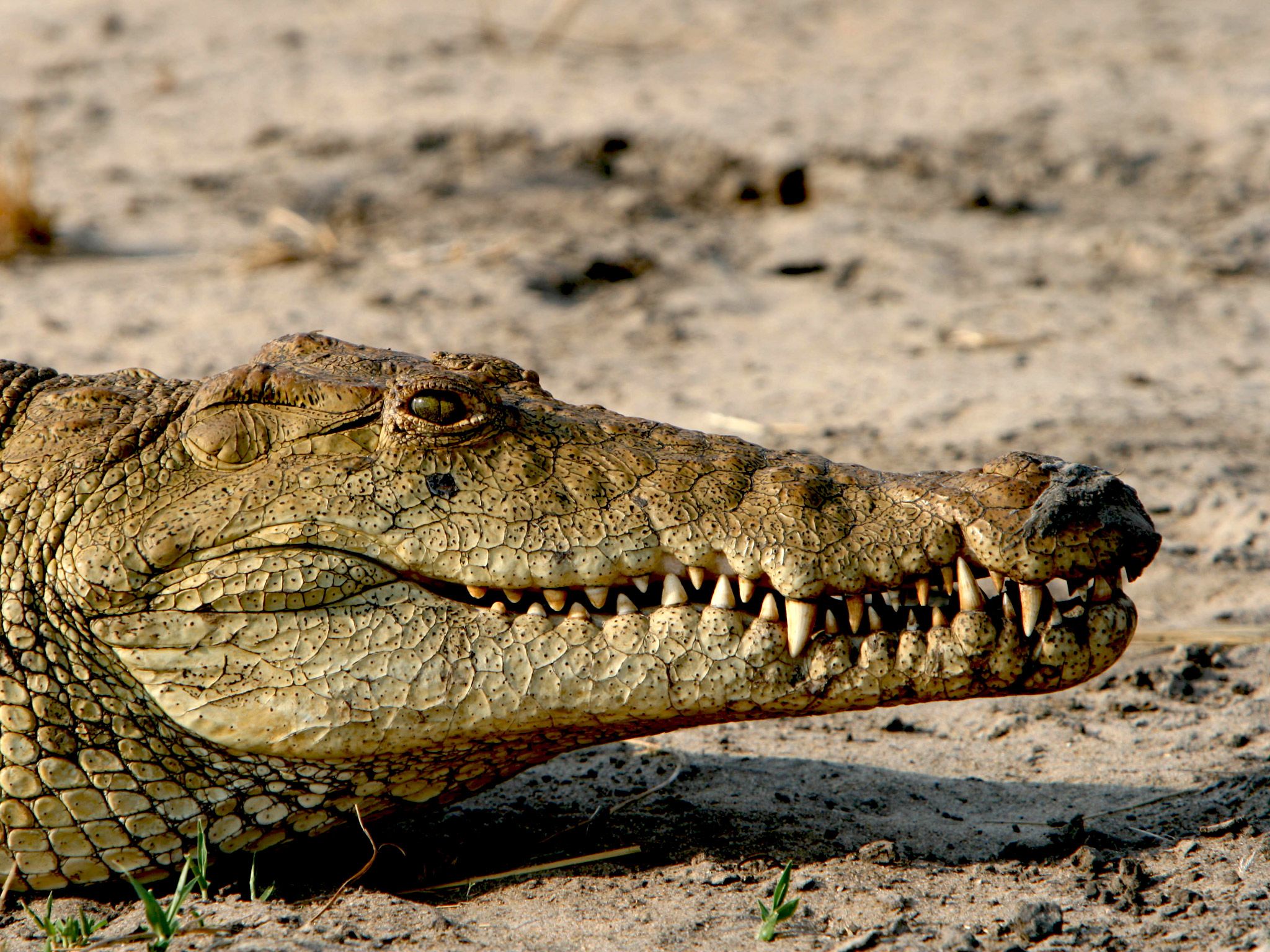 The Nile crocodiles reach up to 6 meters (19,7 feet). [Photo of the day - July 2015]
