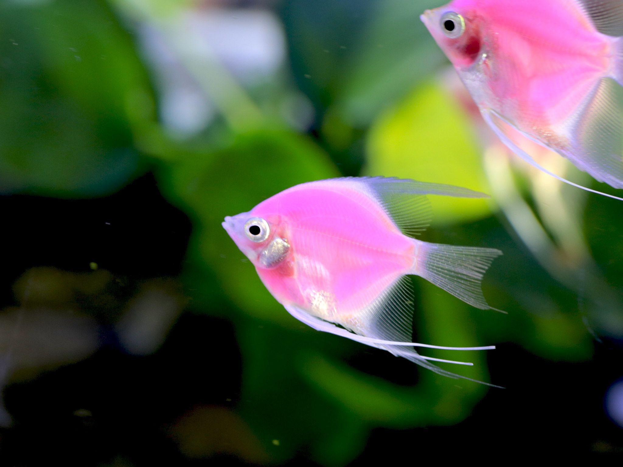A Pink Fluorescent angelfish.â¨â¨(photo credit:  ) [Photo of the day - July 2015]