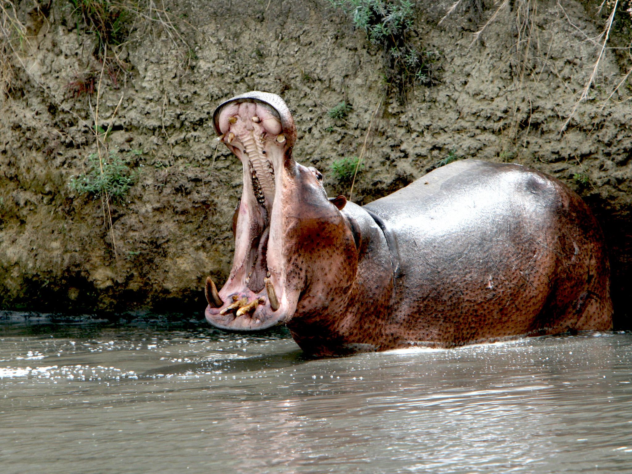 A Hippo shows off its massive teeth. [Photo of the day - July 2015]
