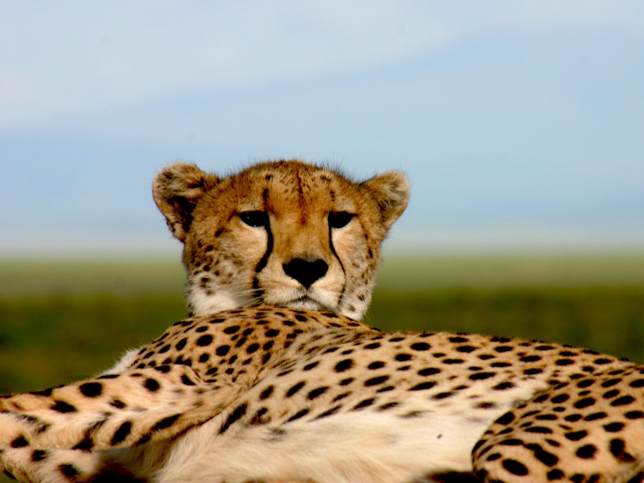 Most wild cheetahs are found in eastern and southwestern Africa. [Photo of the day - July 2015]