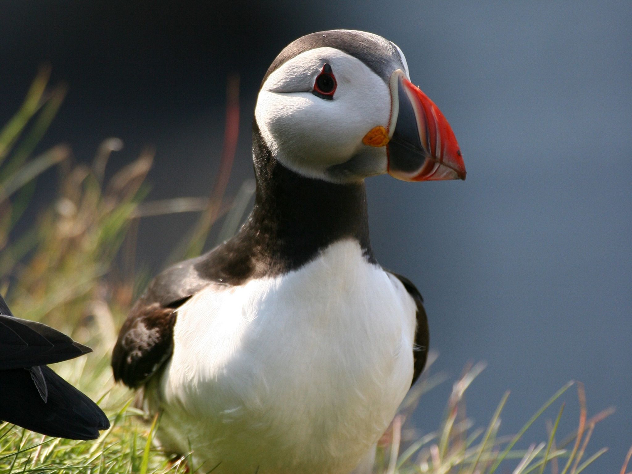 Puffins are brilliant hunters of small fish.(Photo credit: © ) [Photo of the day - July 2015]