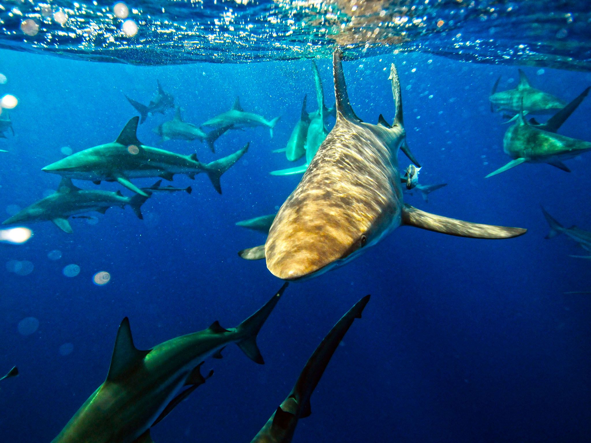 جنوب أفريقيا: مجموعة من أسماك القرش ذات الزعنفة... [Photo of the day - أغسطس 2015]