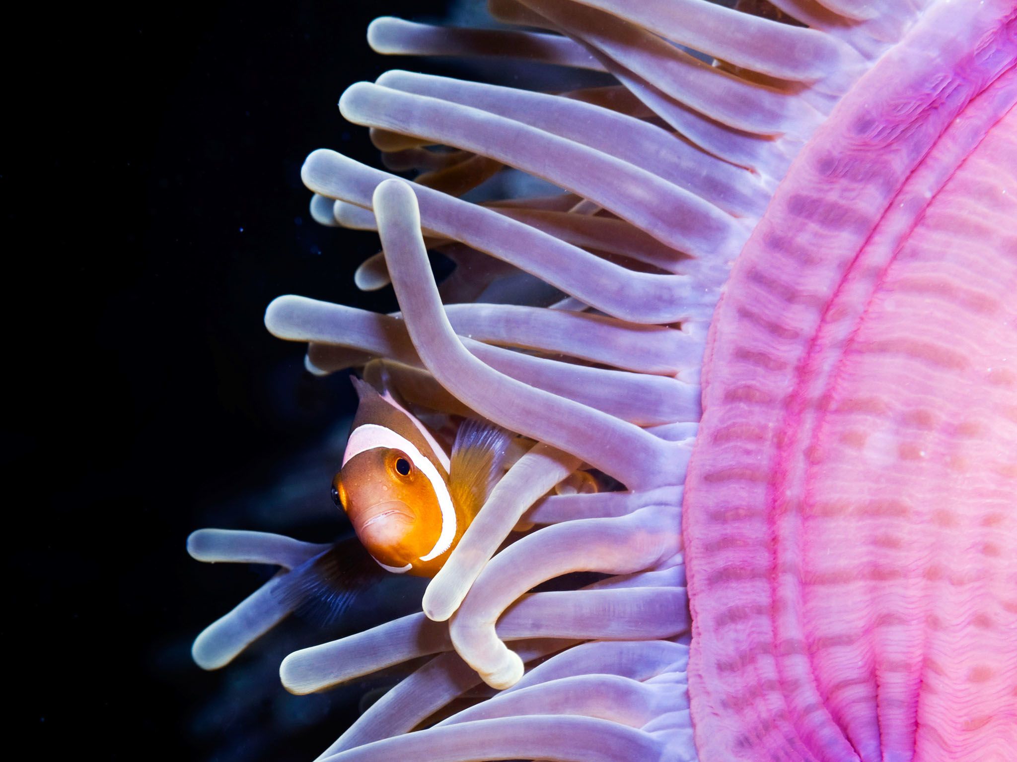 Clownfish bunker down among the venomous tentacles of the sea anemone. This image is from... [Photo of the day - August 2015]