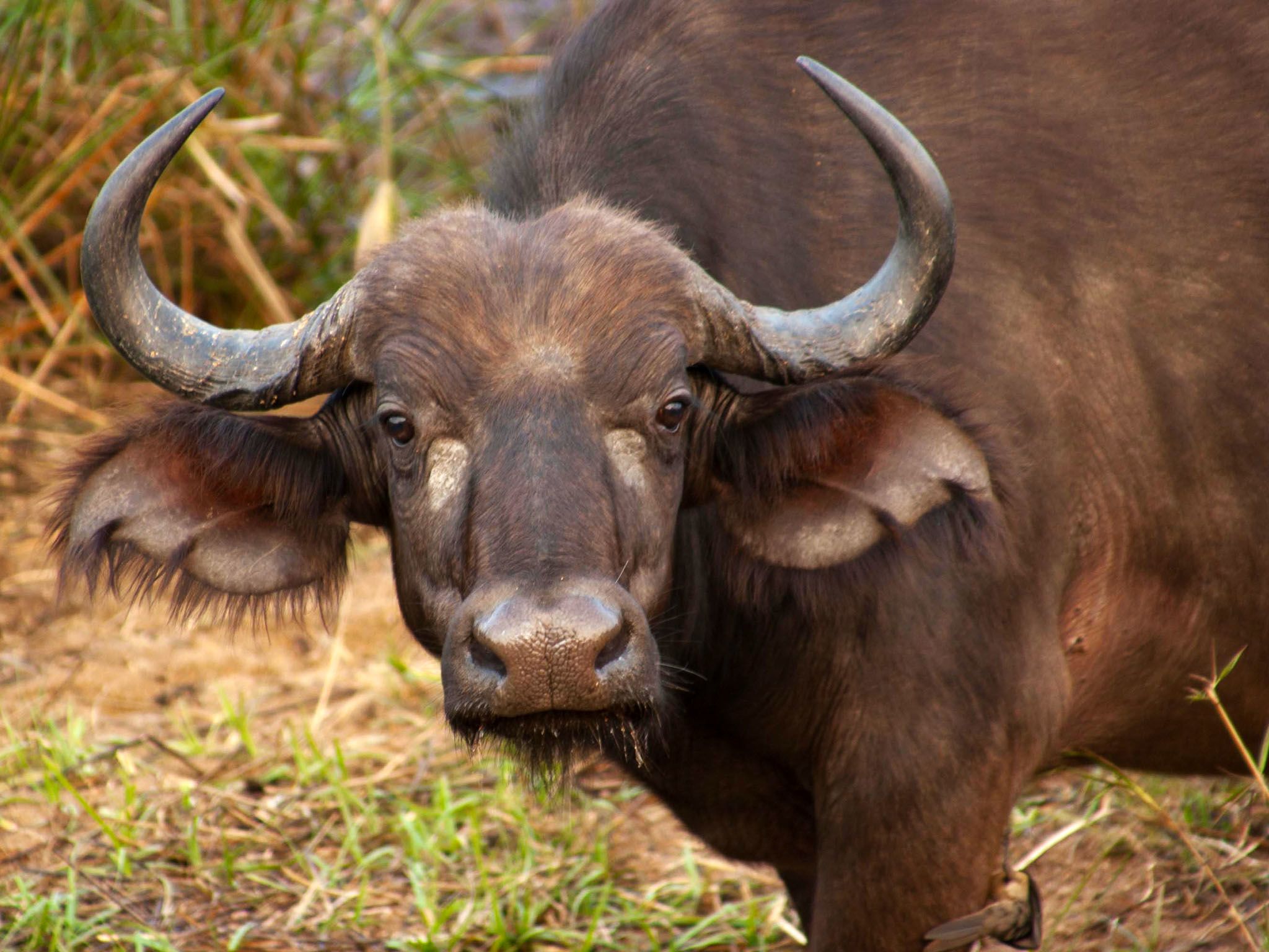Africa: Buffalo. This image is from Africa's Dealiest. [Photo of the day - August 2015]