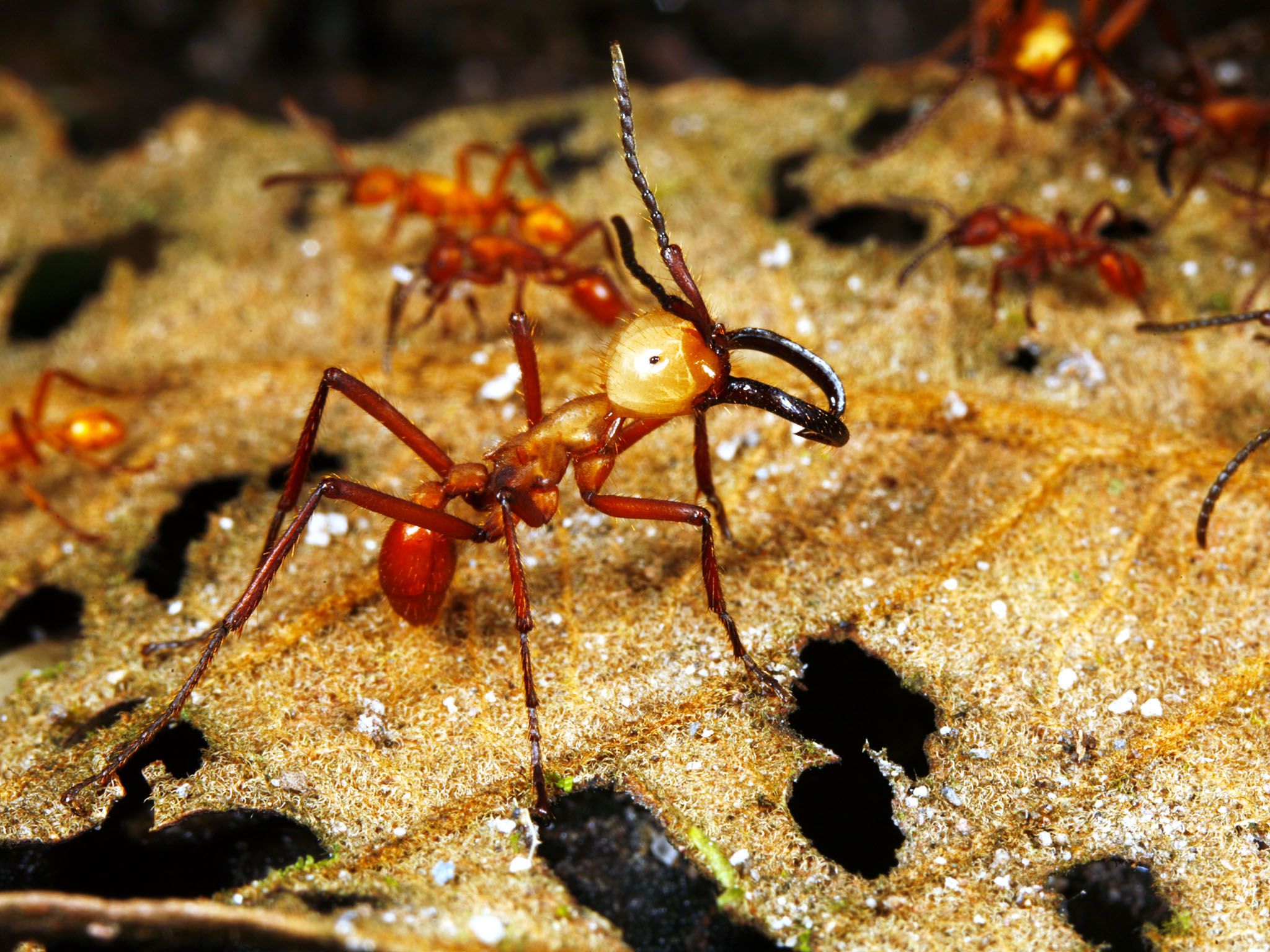 Army ants are blind, yet they are the great marauders of the new world jungles. How do they work... [Photo of the day - August 2015]