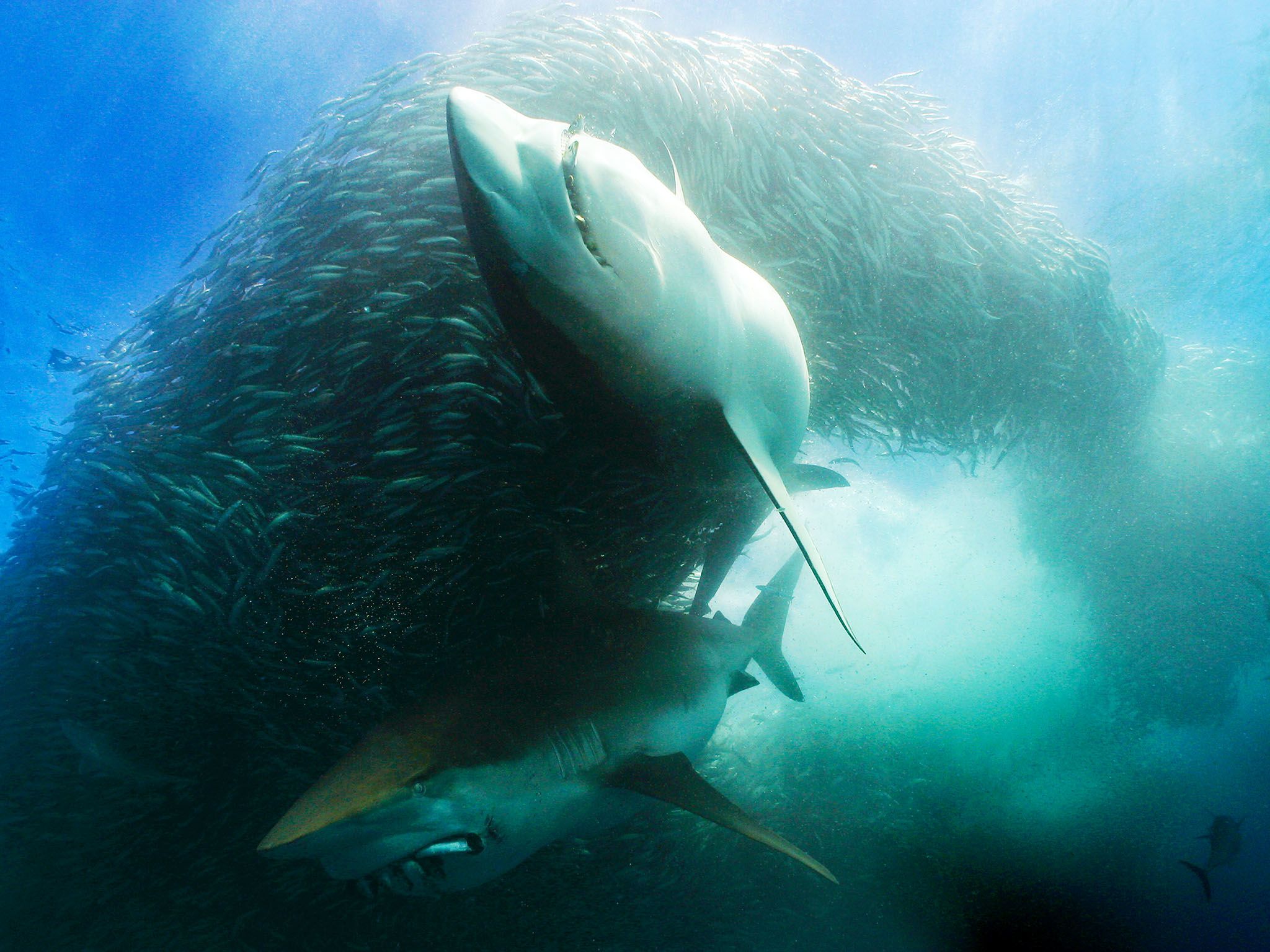 South Africa: Underwater scene of two Great White sharks with sardines in their mouths circling... [Photo of the day - August 2015]