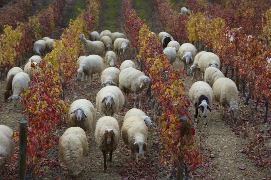 Sheep grazing in a vineyard in the fall, Douro River Valley. [Photo of the day - May 2011]
