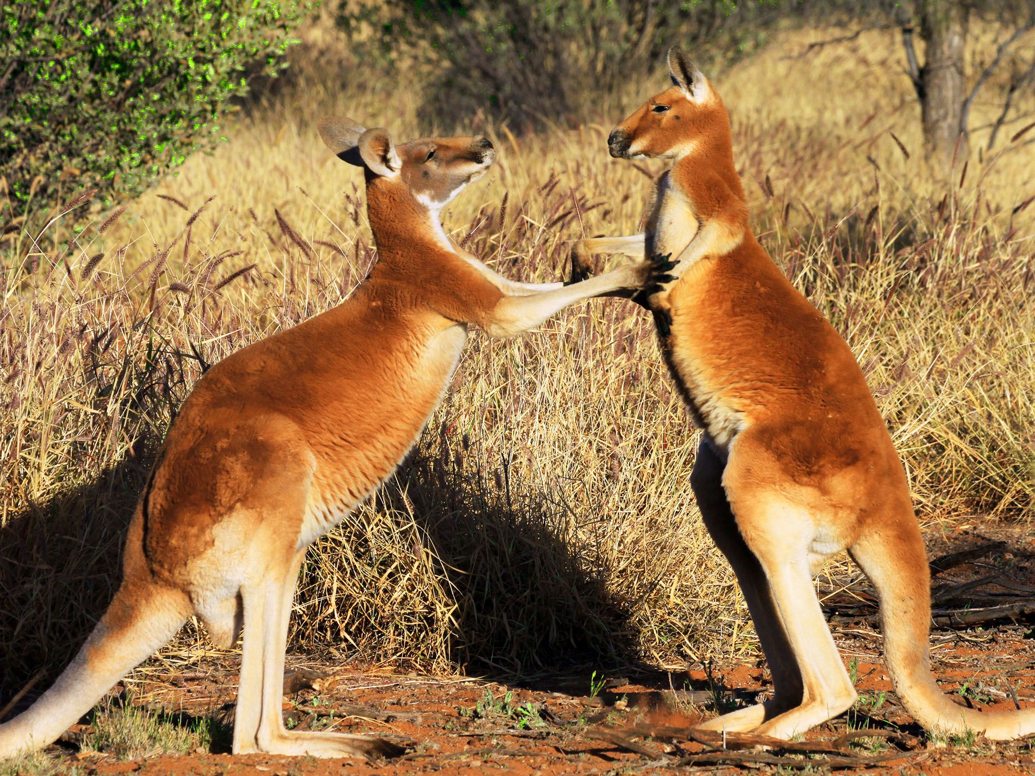 Australia:  Young male kangaroos test their strength and hone their moves with other young males... [Photo of the day - September 2015]