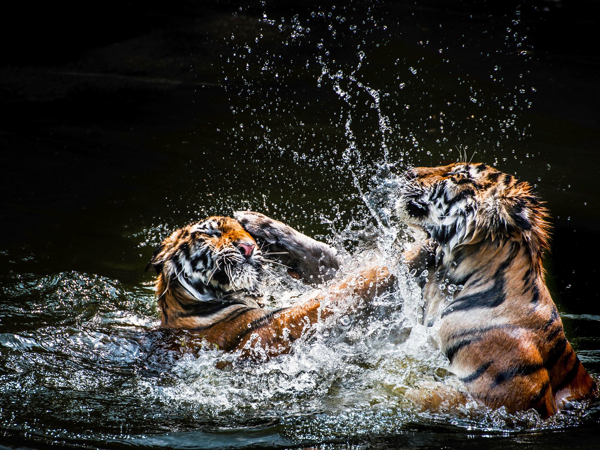 Tigers wrestle in the water. Tigers usually live 8 to 10 years in the wild. This image is from... [Photo of the day - September 2015]
