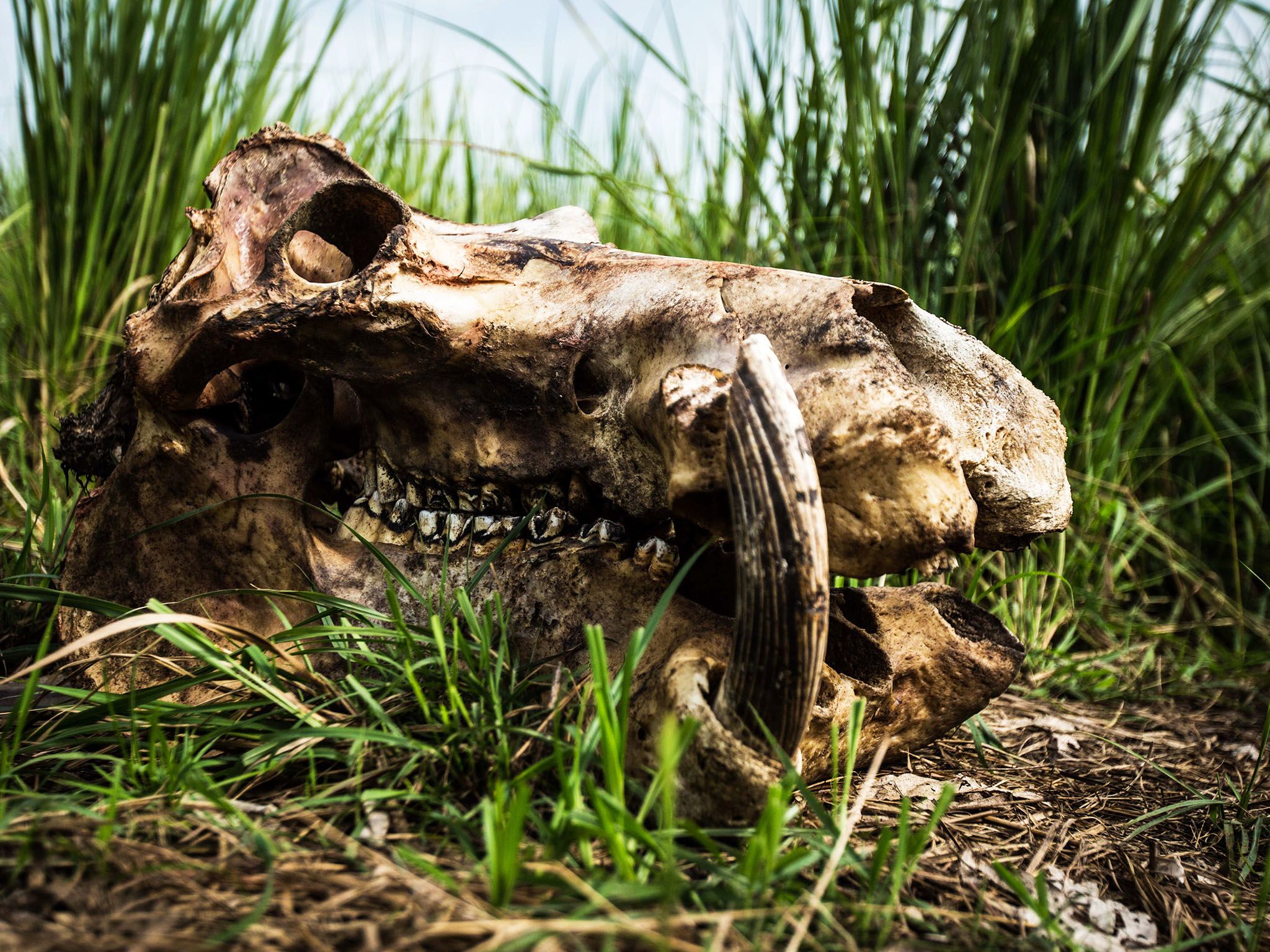 Garamba National Park, Democratic Republic Of Congo: The remains of a hippopotamus that was... [Photo of the day - September 2015]