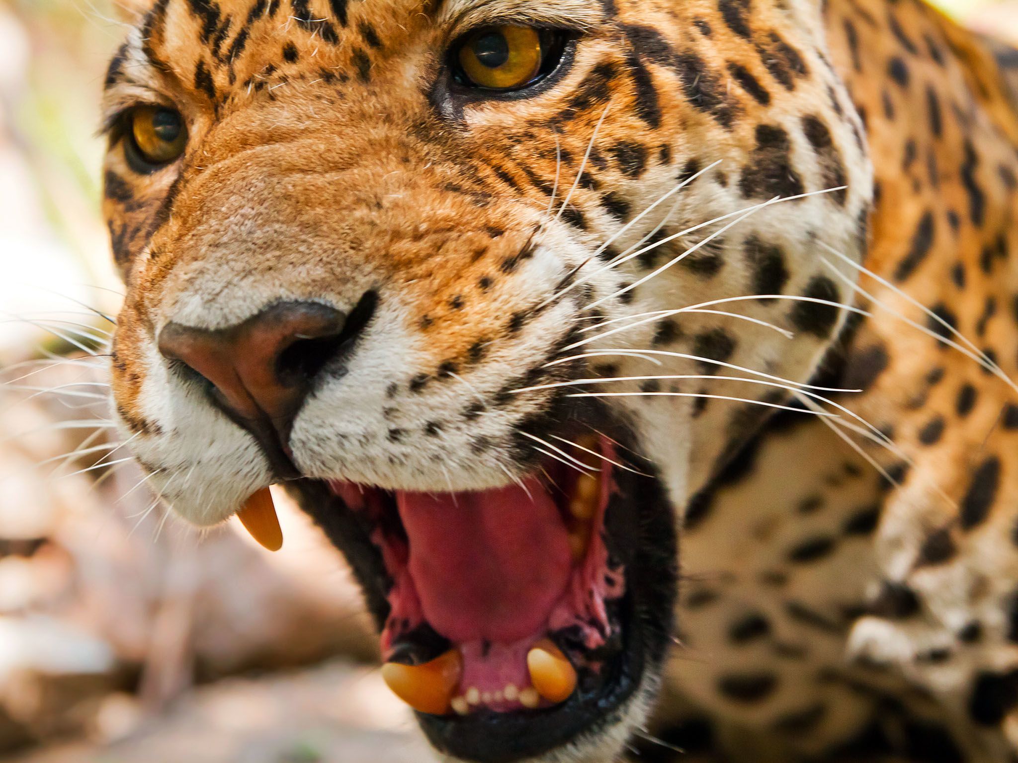 The Jaguar has the most powerful bite, pound for pound, of the big cats. This image is from... [Photo of the day - September 2015]